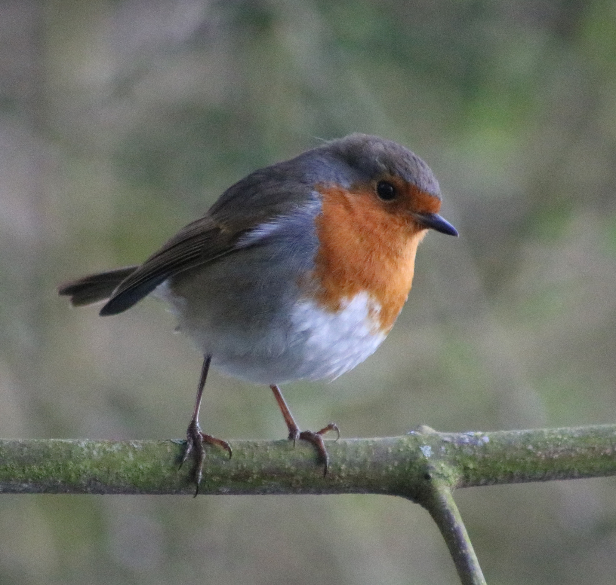 Canon EOS 760D (EOS Rebel T6s / EOS 8000D) + Canon EF75-300mm f/4-5.6 USM sample photo. Robin on a branch. photography