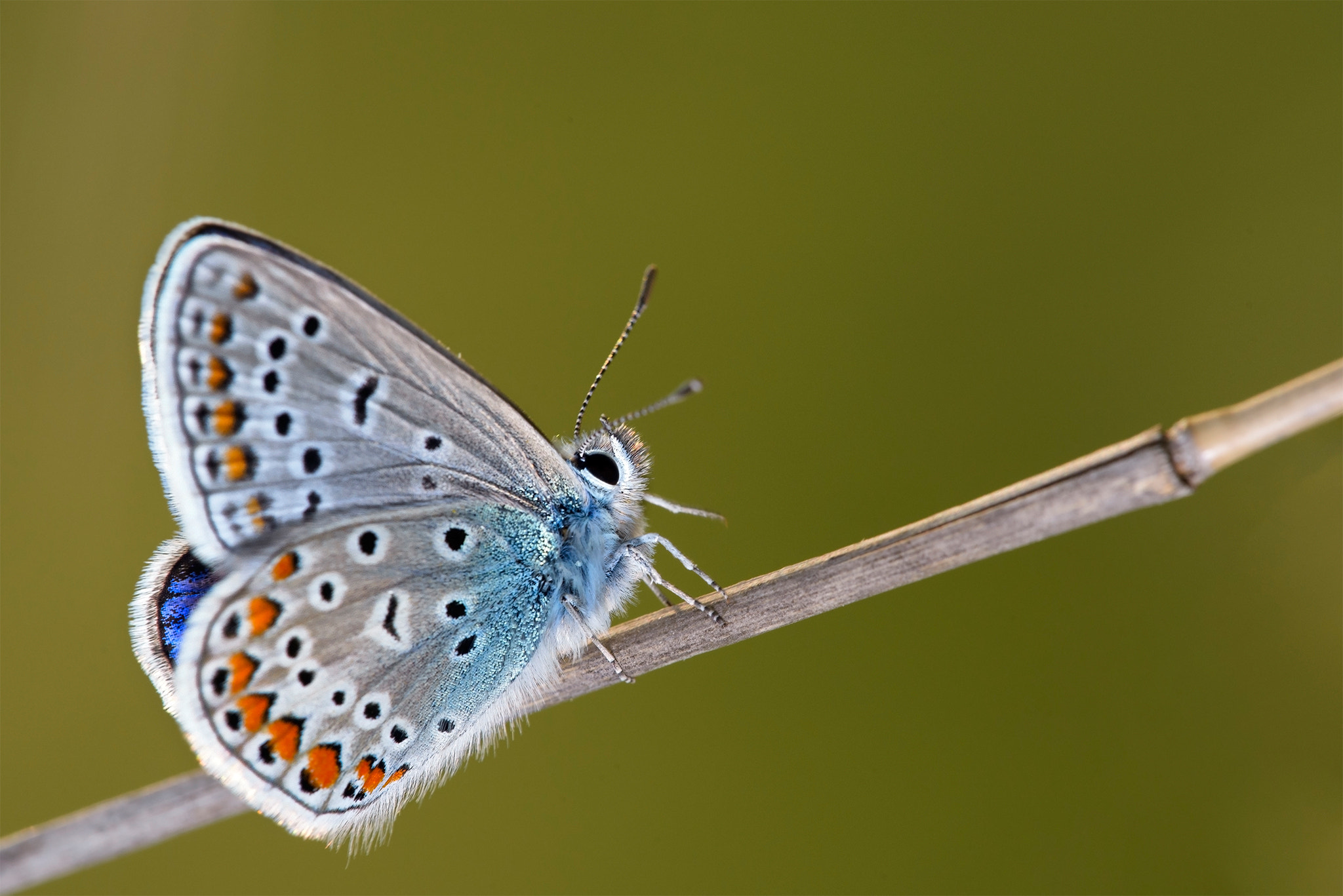 Sigma 150mm F2.8 EX DG Macro HSM sample photo. Natural photography