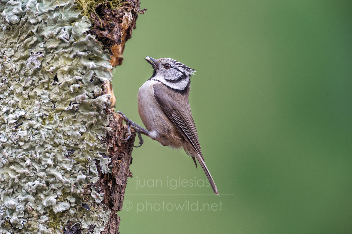 Nikon AF-S Nikkor 300mm F2.8G ED VR II sample photo. Crested tit (lophophanes cristatus) photography