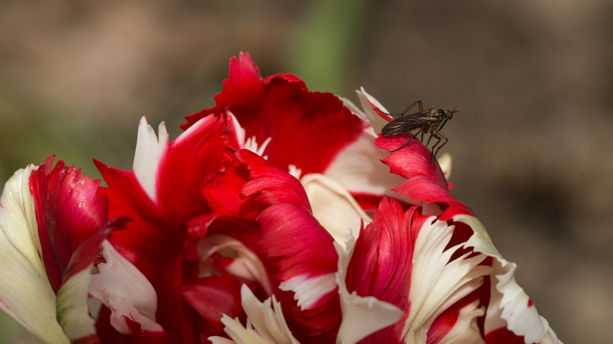 Sony SLT-A58 + 90mm F2.8 Macro SSM sample photo. Ready to fly away photography