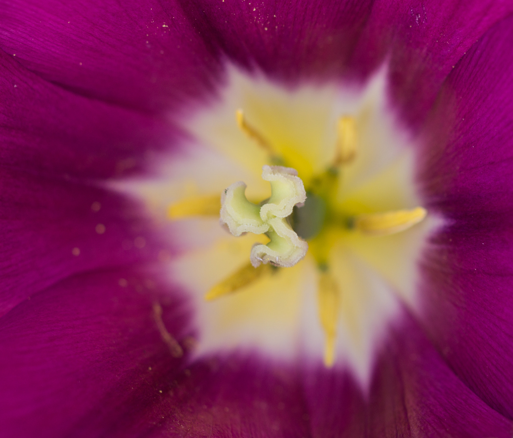 Sony SLT-A58 + 90mm F2.8 Macro SSM sample photo. Tulip from the inside photography