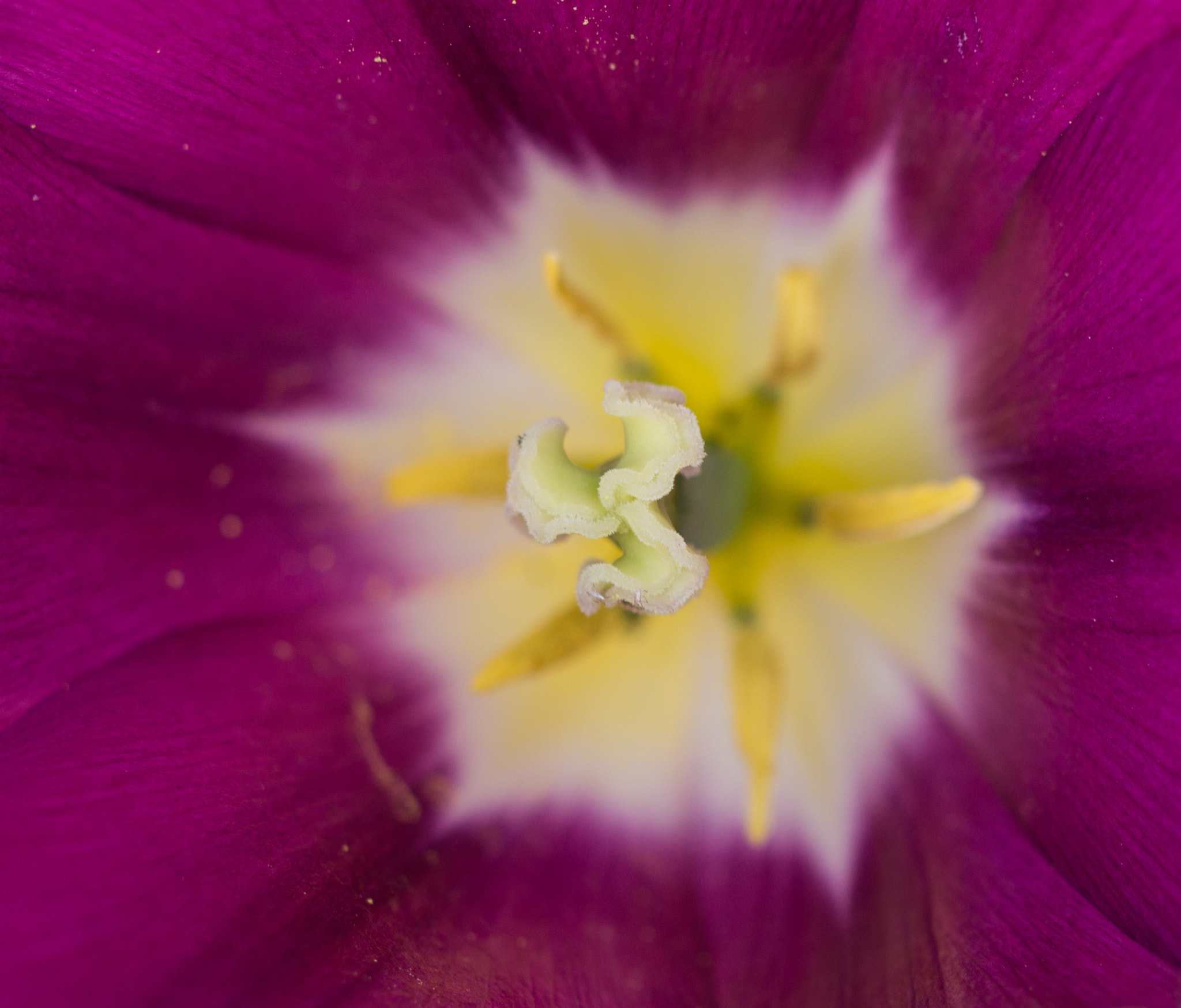 Sony SLT-A58 + 90mm F2.8 Macro SSM sample photo. Tulip from the inside photography