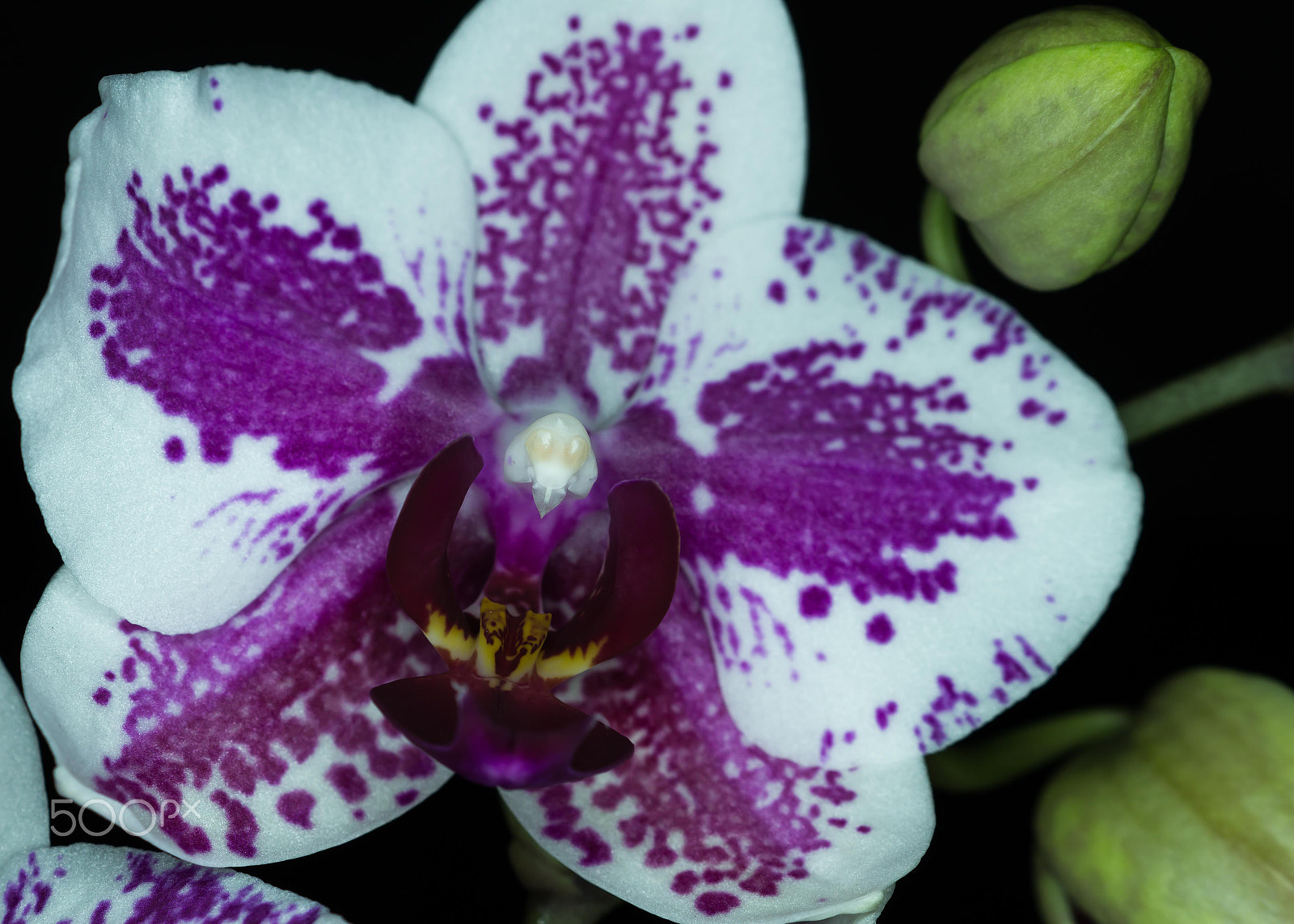 Sony SLT-A58 + Sony DT 30mm F2.8 Macro SAM sample photo. Blue orchids iii photography