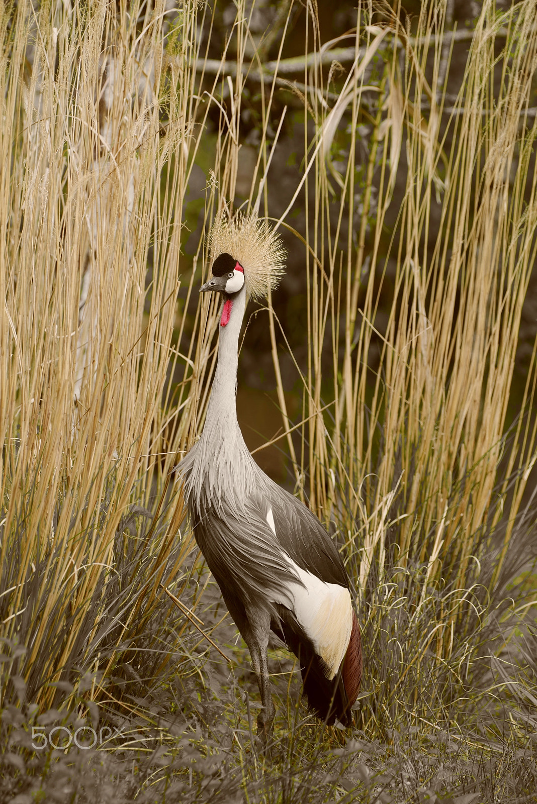 Pentax K-1 sample photo. Crown crane in the reeds photography
