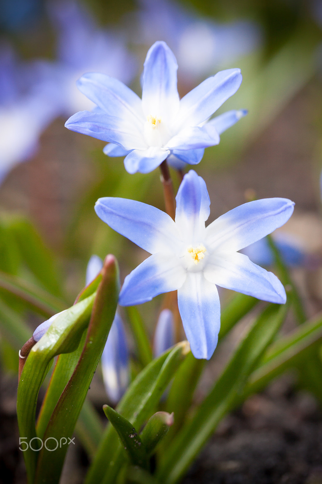 Canon EF-S 60mm F2.8 Macro USM sample photo. Blue scilla siberica photography