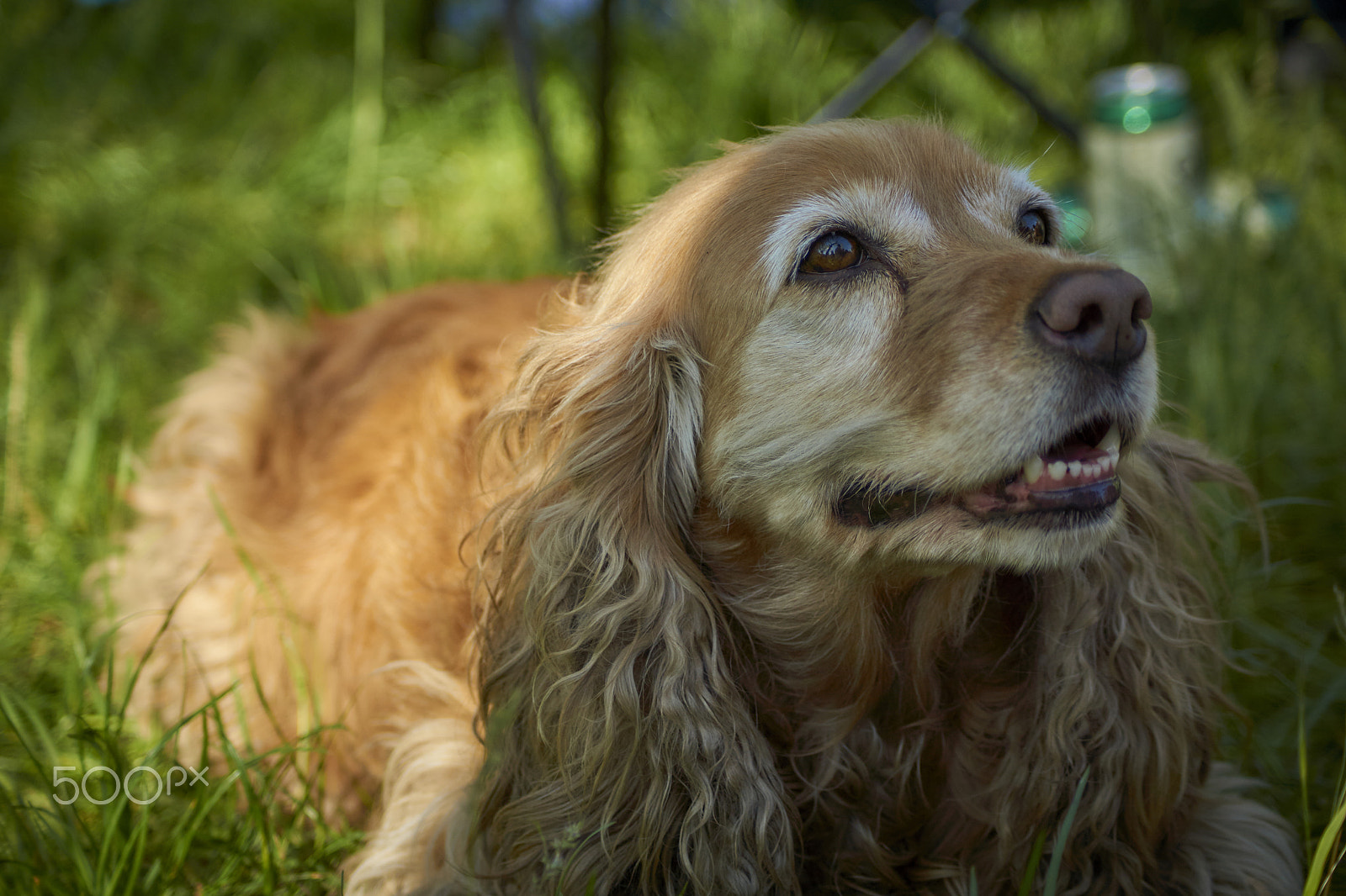 Sony SLT-A65 (SLT-A65V) sample photo. Eva photography