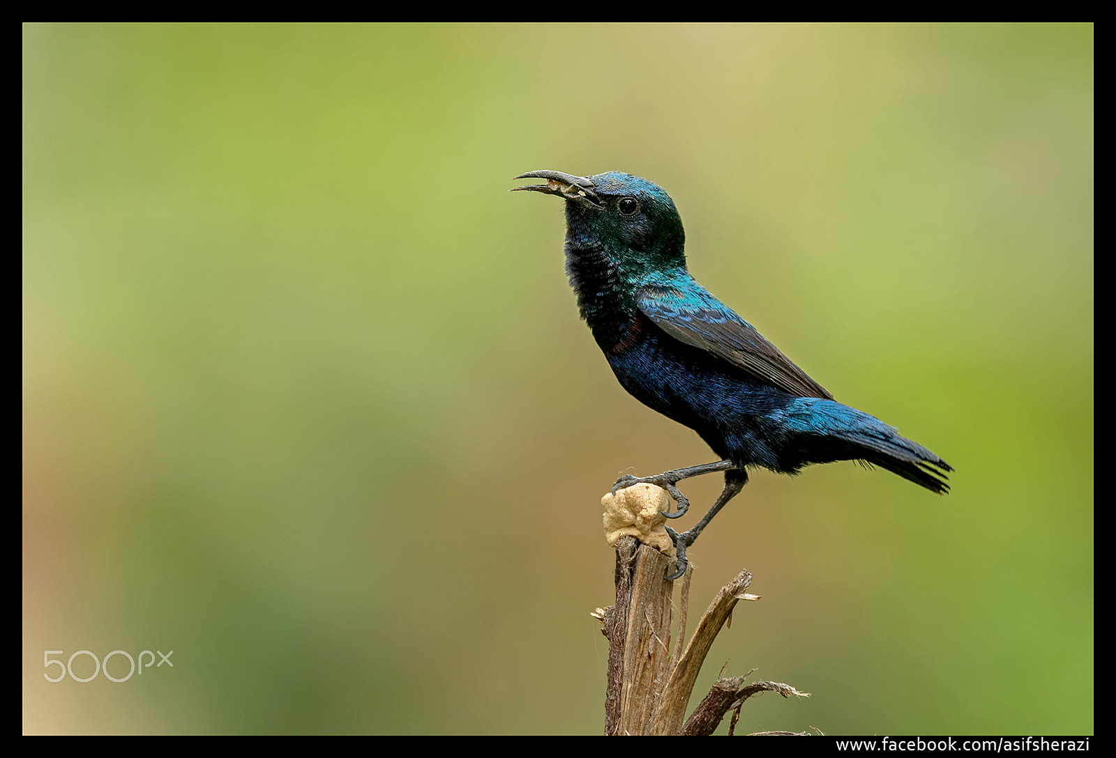 Nikon D5 sample photo. Beauty of the nature photography
