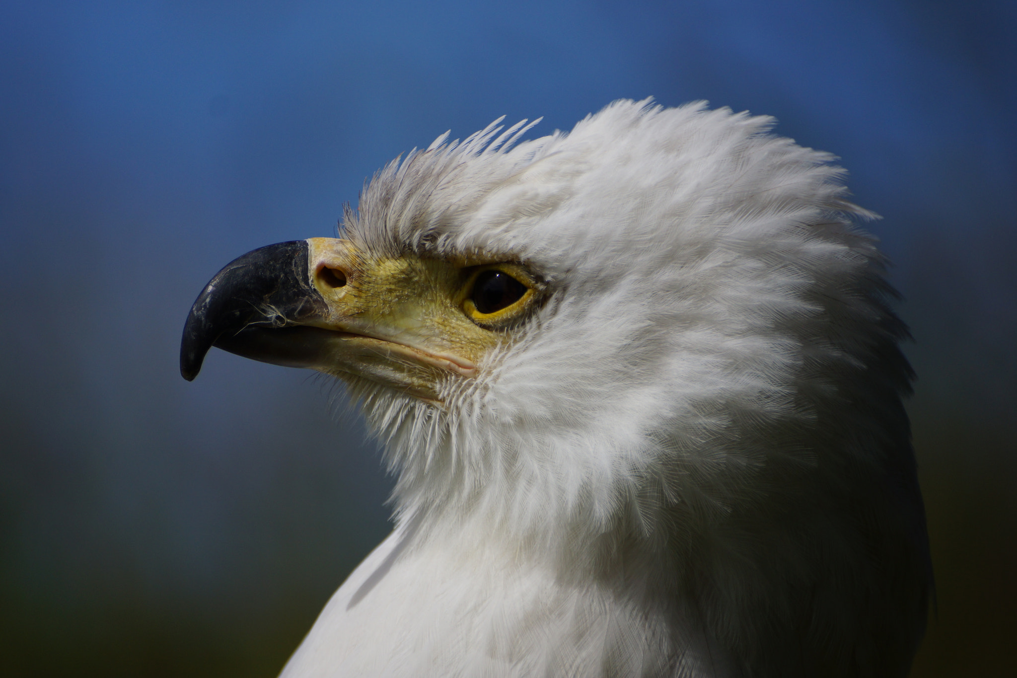 Sony DT 55-300mm F4.5-5.6 SAM sample photo. Eagle portrait photography