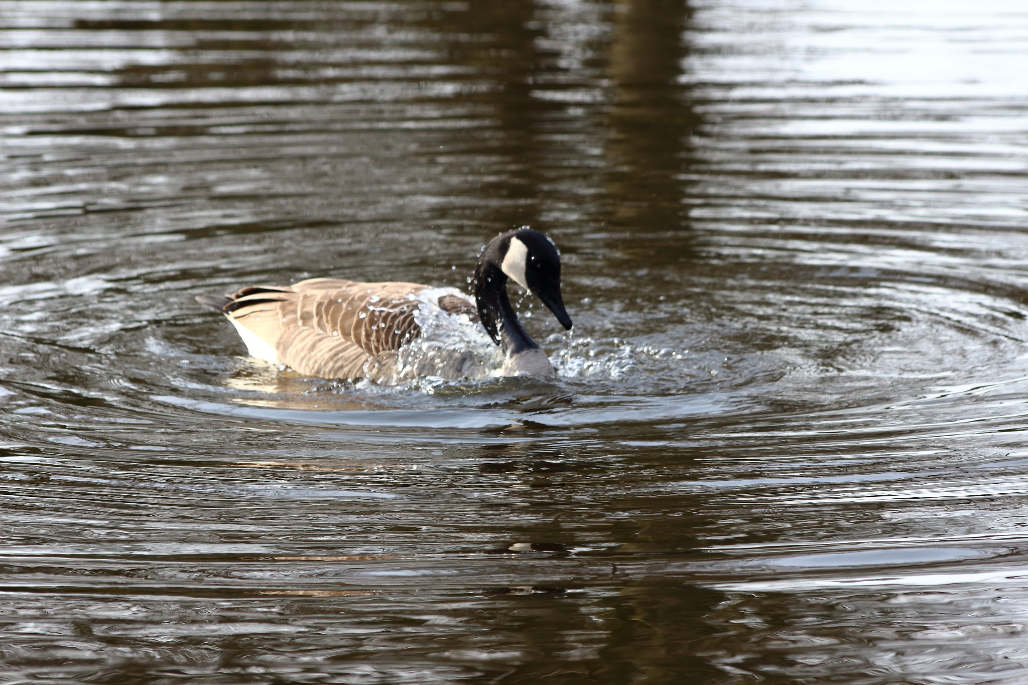 Sigma 70-300mm F4-5.6 APO DG Macro sample photo. Bird photography