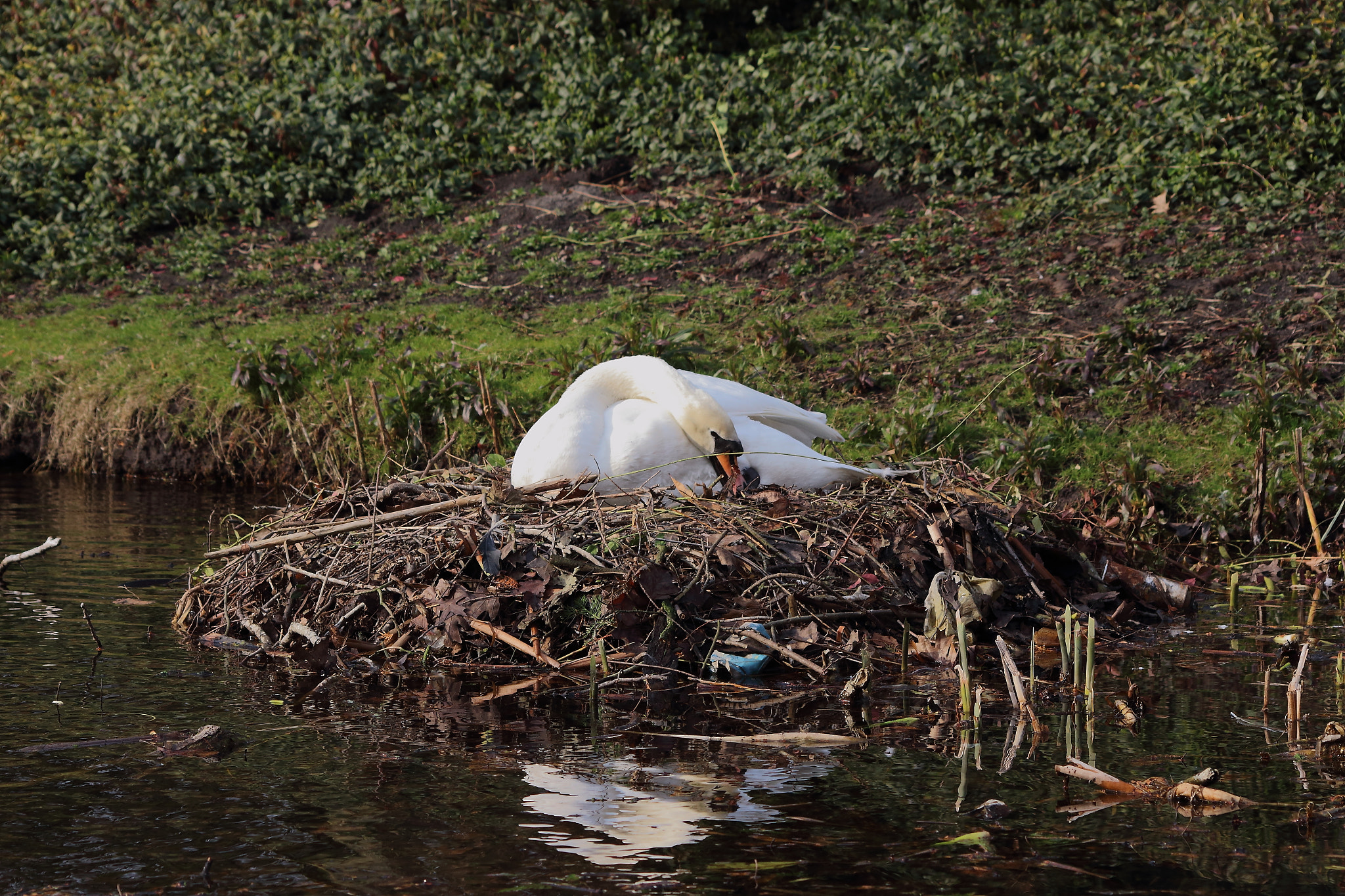 Sigma 70-300mm F4-5.6 APO DG Macro sample photo. Swan photography