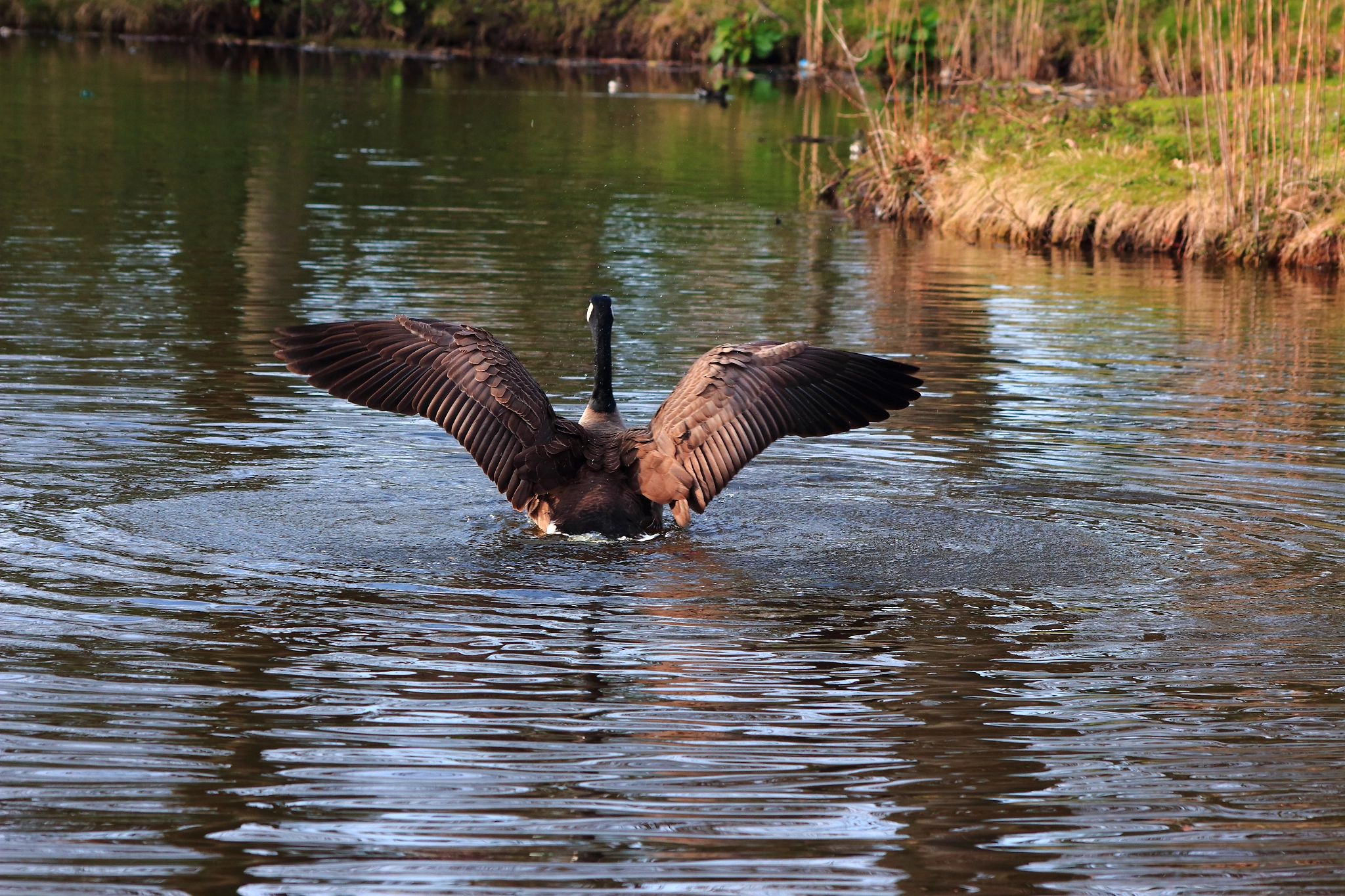 Sigma 70-300mm F4-5.6 APO DG Macro sample photo. Brid 2 photography