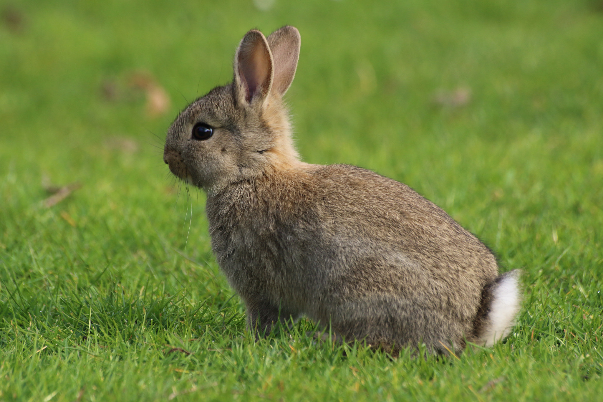 Sigma 70-300mm F4-5.6 APO DG Macro sample photo. Rabbit photography