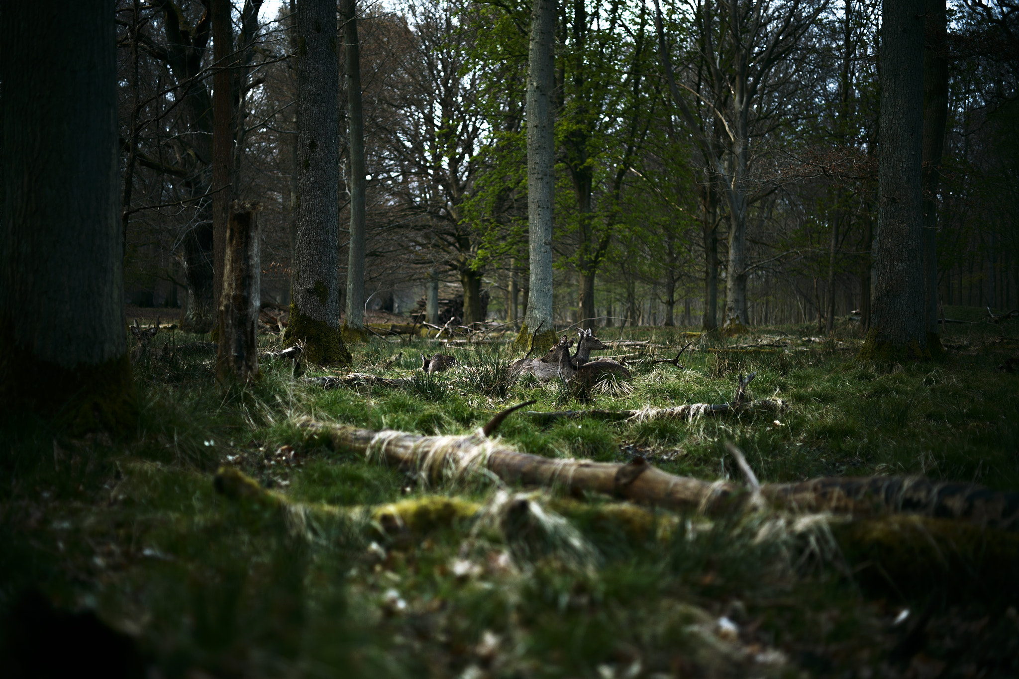ZEISS Makro-Planar T* 50mm F2 sample photo. Deer in grass photography