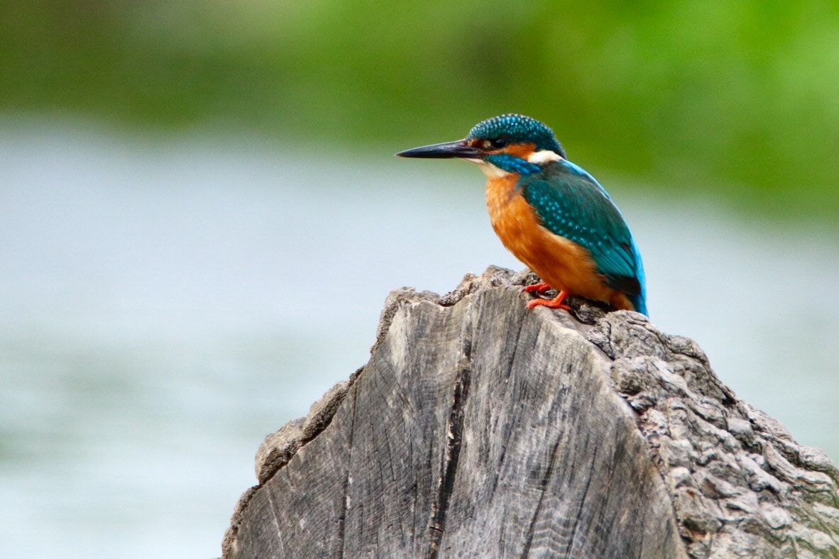 Tamron SP 150-600mm F5-6.3 Di VC USD sample photo. Lovely male kingfisher down by the river tonight in hertfordshire photography