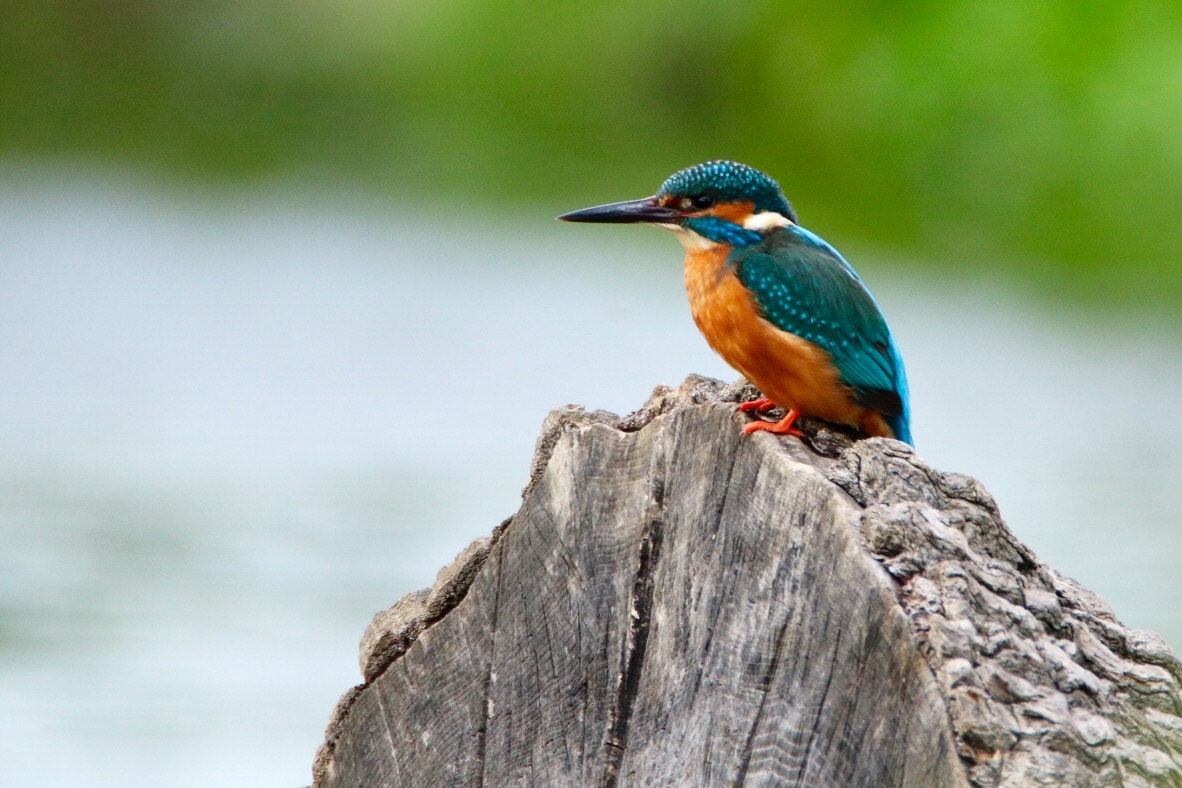 Canon EOS 760D (EOS Rebel T6s / EOS 8000D) sample photo. Lovely male kingfisher down by the river tonight in hertfordshire photography