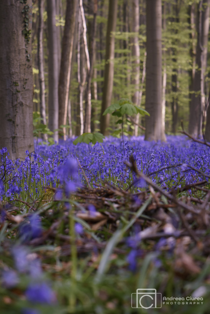 Nikon AF-S DX Micro-Nikkor 85mm F3.5G ED VR sample photo. Hallerbos photography