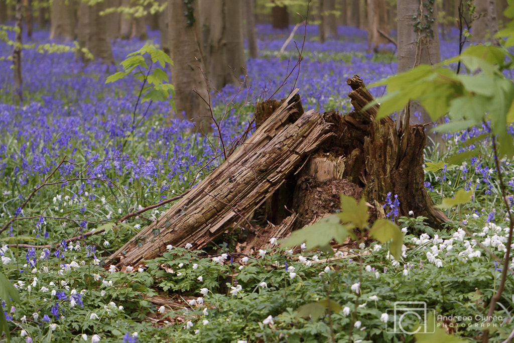 Nikon AF-S DX Micro-Nikkor 85mm F3.5G ED VR sample photo. Hallerbos treetrunk photography