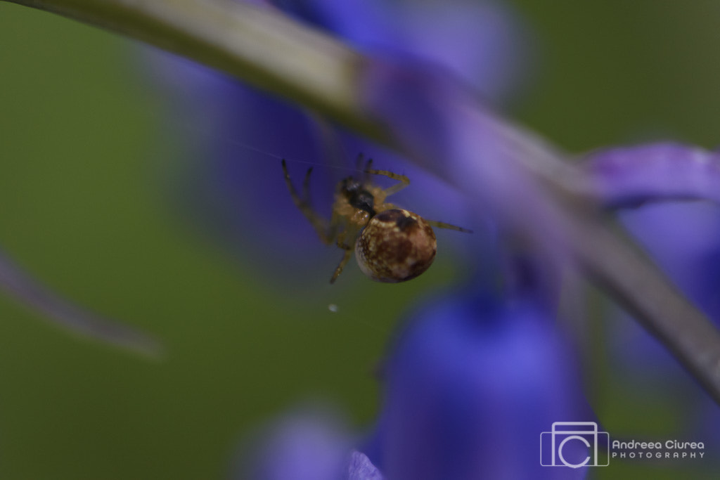 Nikon AF-S DX Micro-Nikkor 85mm F3.5G ED VR sample photo. Hallerbos spider photography