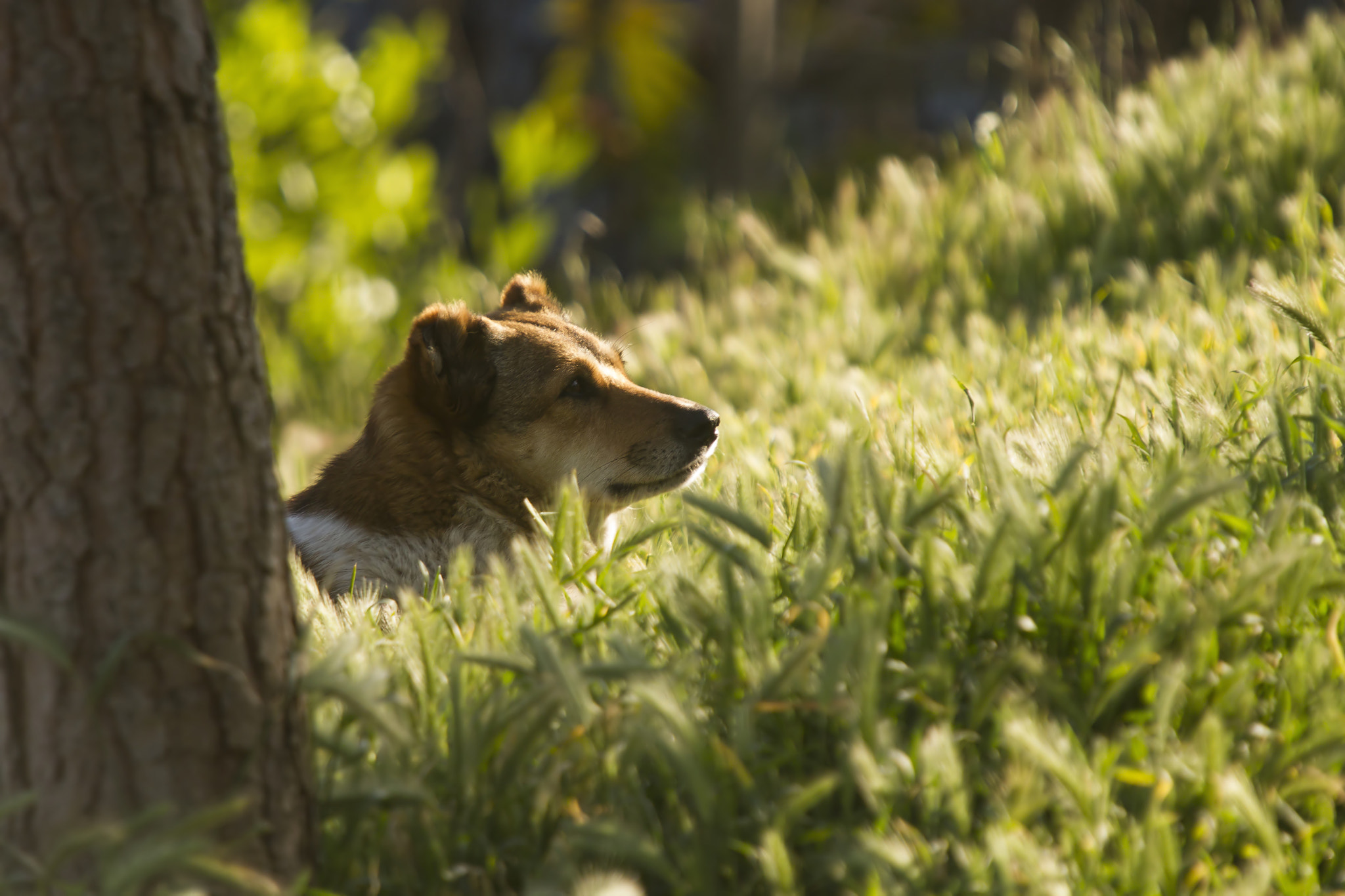 Sigma 50-500mm f/4-6.3 APO HSM EX sample photo. ..a day at the park.. photography