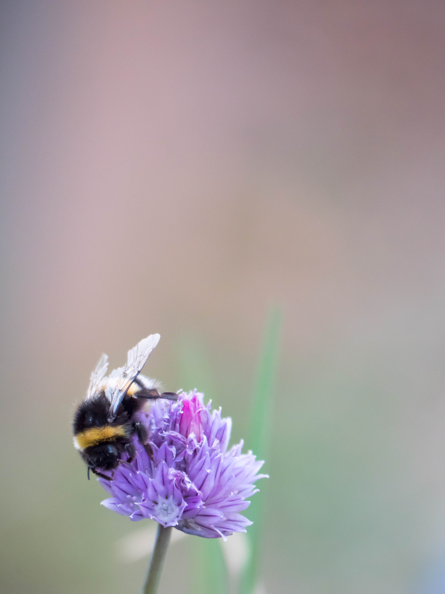 Panasonic Lumix DMC-GX8 sample photo. La mort du bourdon photography