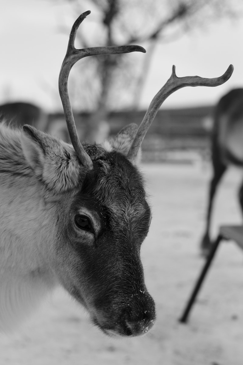 Nikon D5100 + Nikon AF Nikkor 24mm F2.8D sample photo. Reindeer farm photography