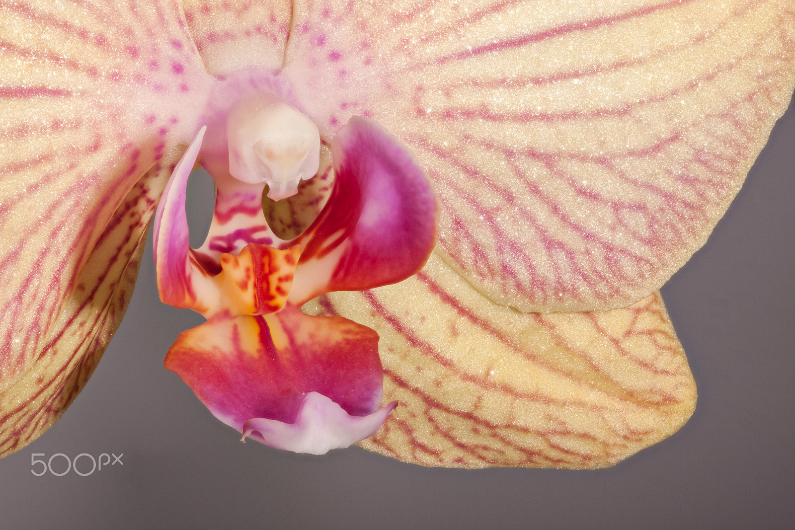 Sigma APO Macro 150mm f/2.8 EX DG HSM sample photo. Orchid photography