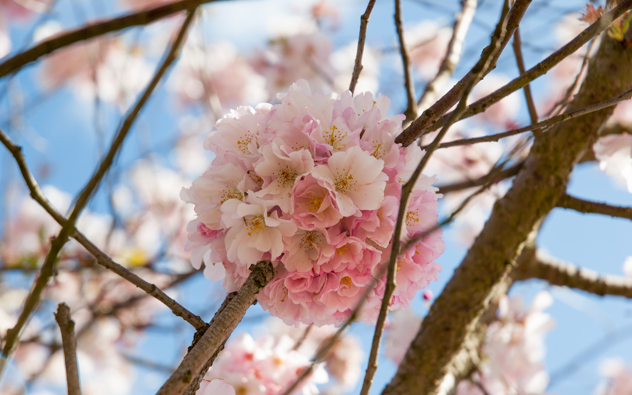 Nikon D50 sample photo. Cherry blossom photography