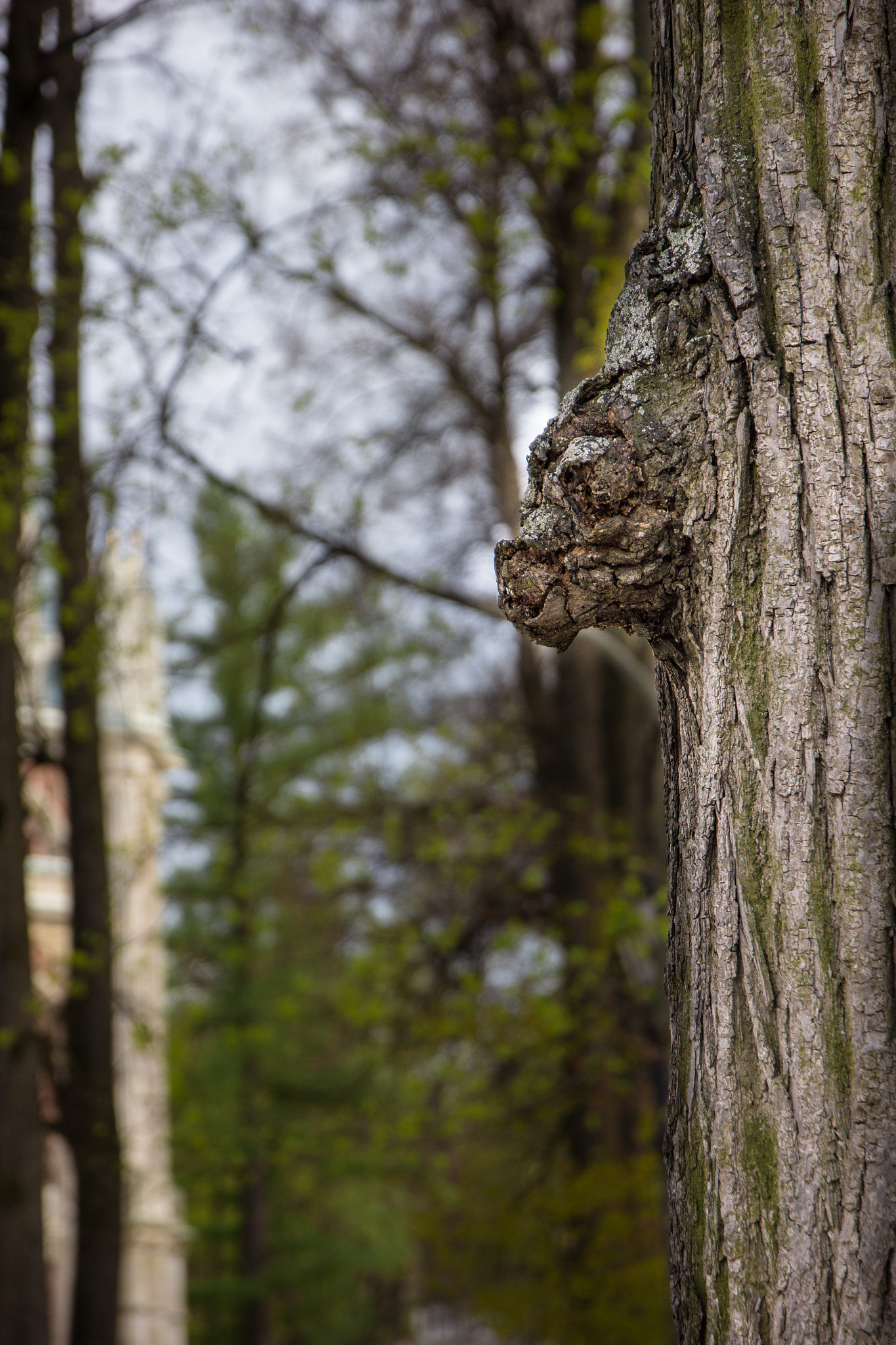 Canon EOS 60D + Canon EF 500mm F4L IS USM sample photo. Forest guard photography