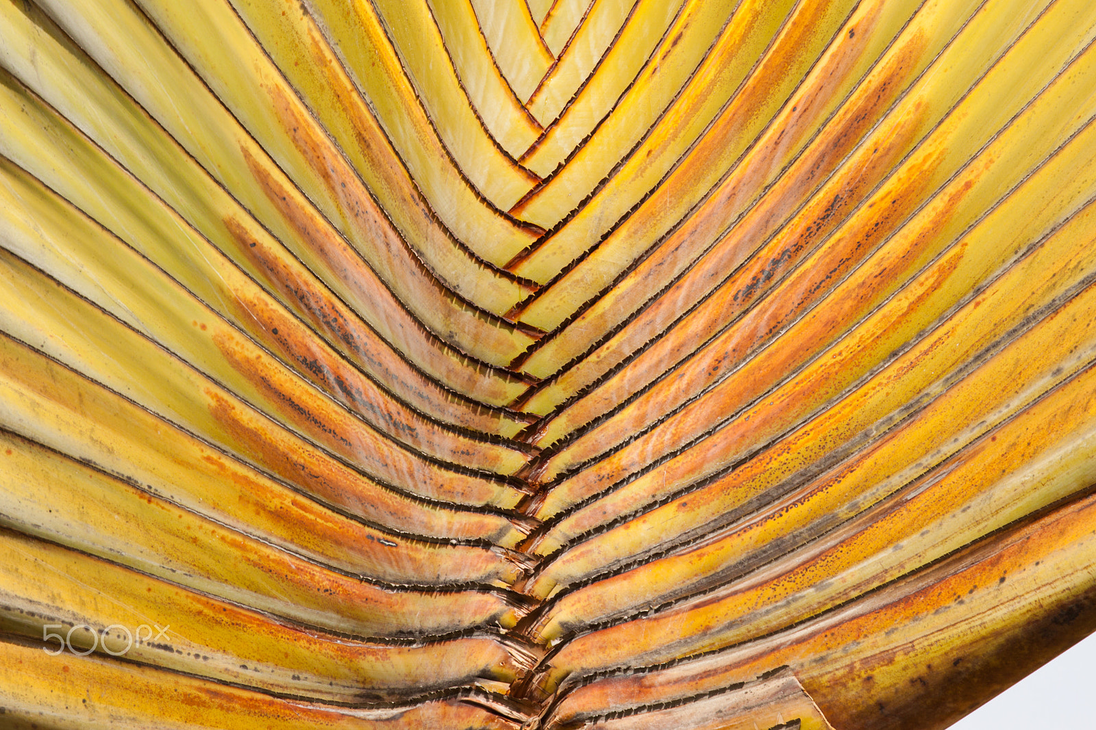 Canon EF 100-400mm F4.5-5.6L IS USM sample photo. Beautiful leafs photography