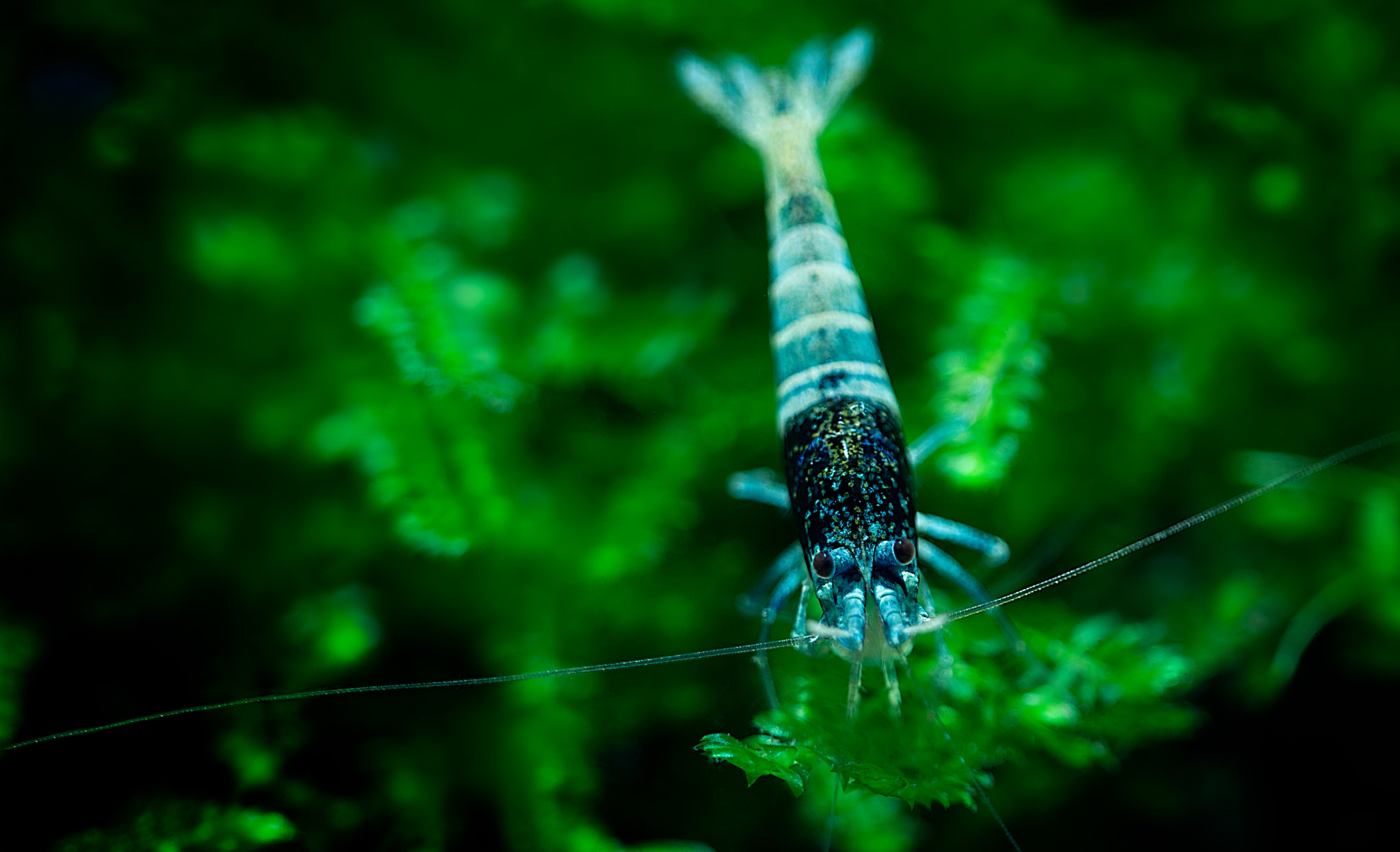 Sigma 150mm F2.8 EX DG OS Macro HSM sample photo. Blue steel photography