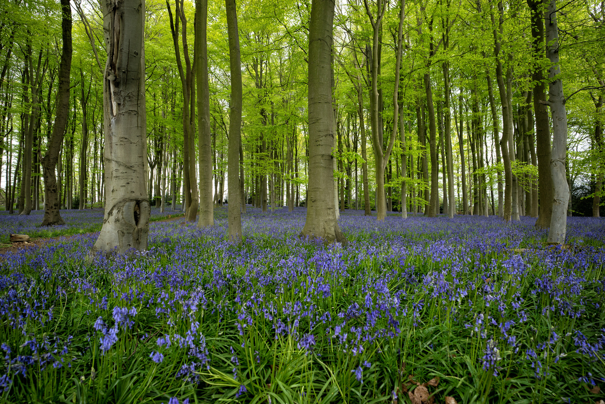 Sony a7R + E 21mm F2.8 sample photo. Bluebell woods photography