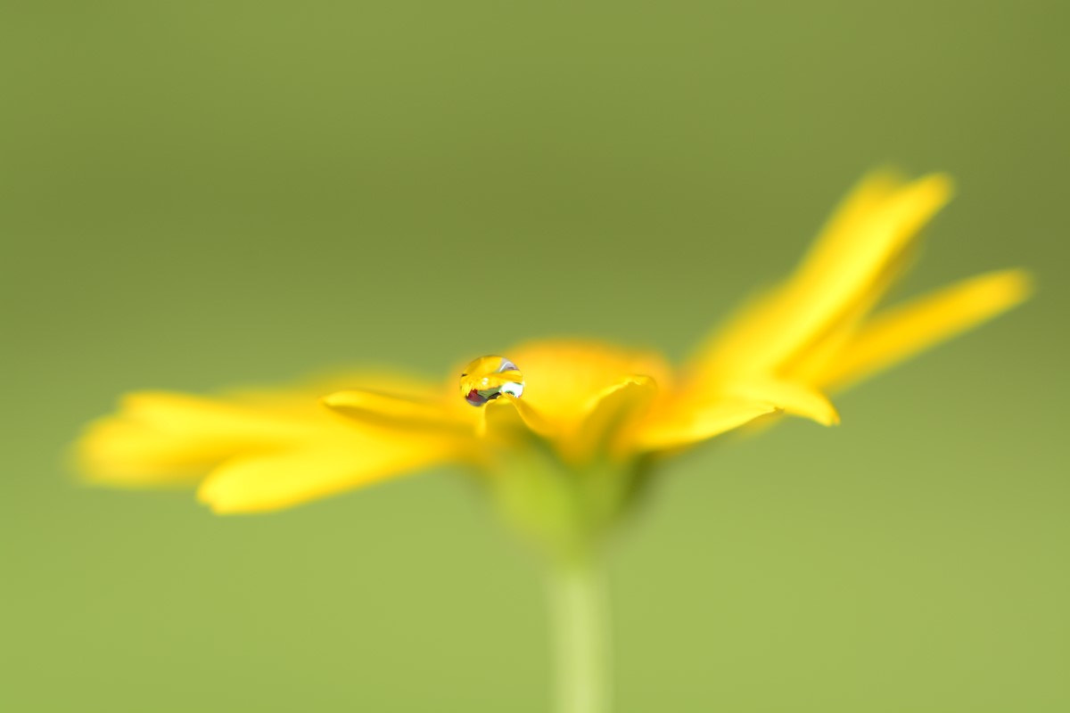 Nikon D7100 + Sigma 105mm F2.8 EX DG Macro sample photo. Tenderness photography