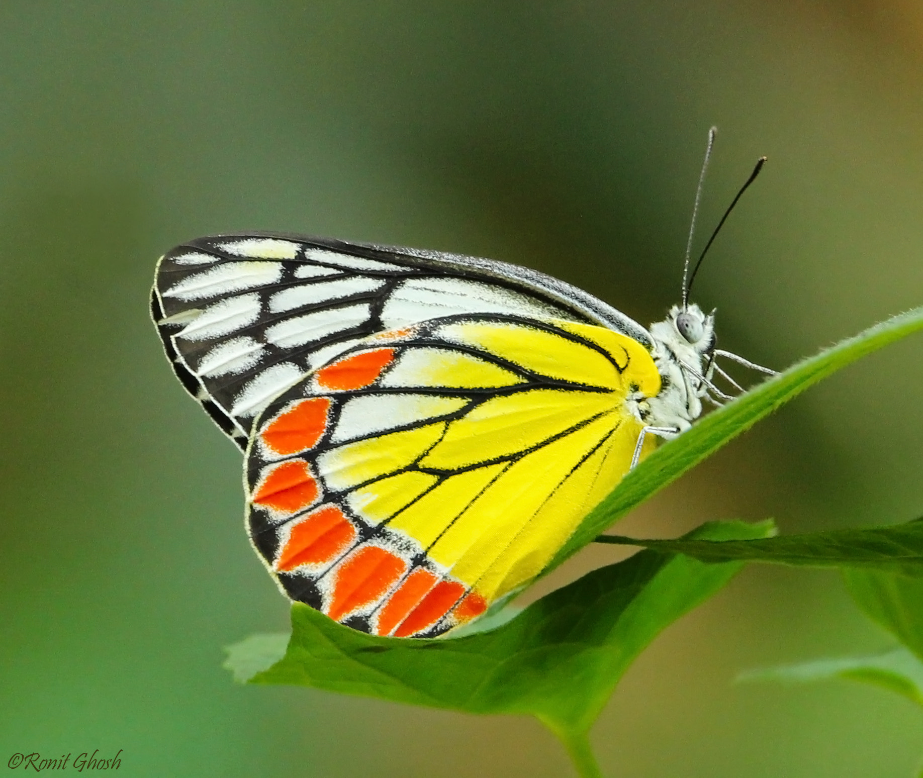 Tamron SP 150-600mm F5-6.3 Di VC USD sample photo. Common jezebel. photography