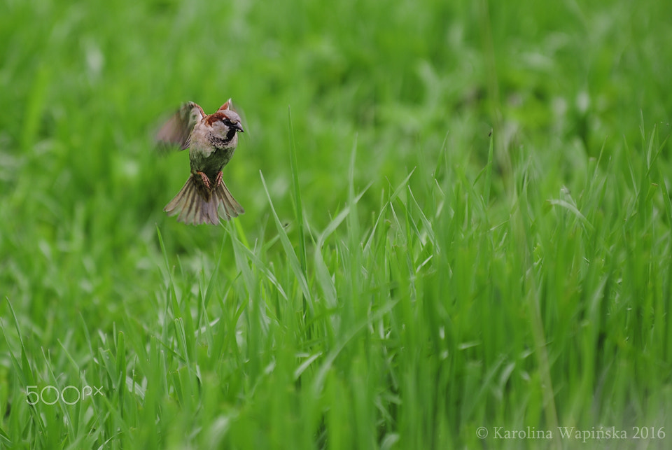 Nikon D3000 sample photo. Spotted - grassbird photography