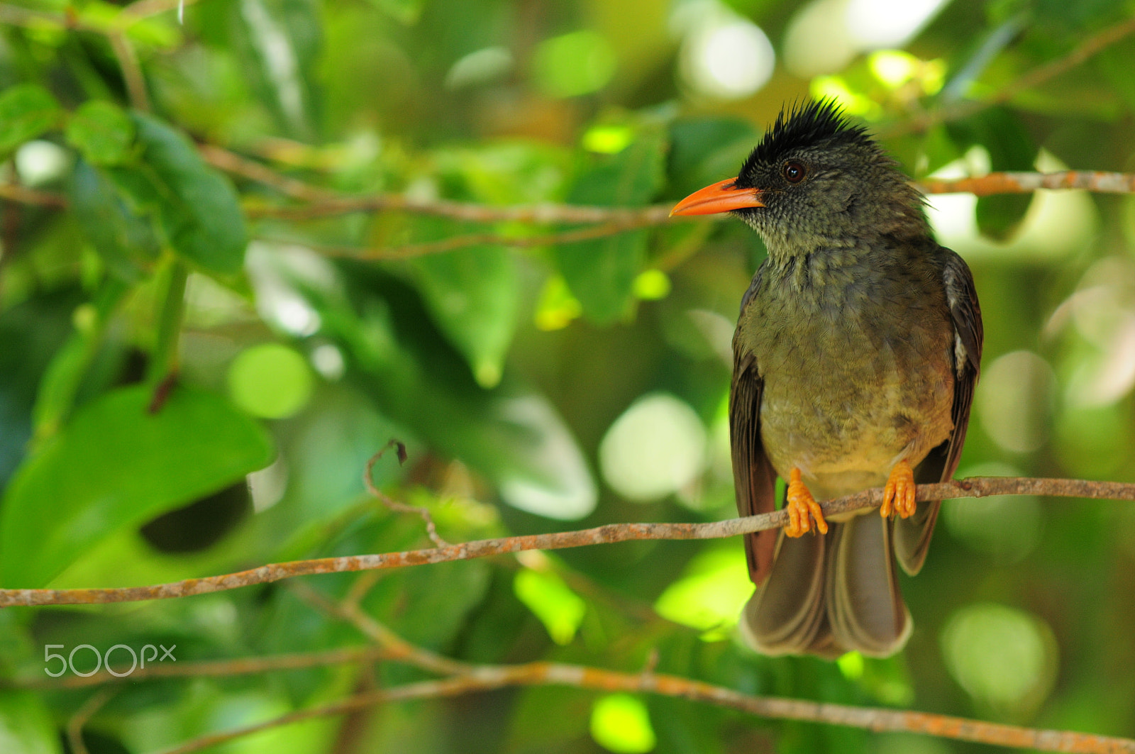 Sigma 70-200mm F2.8 EX DG Macro HSM II sample photo. Ldm seychelles photography