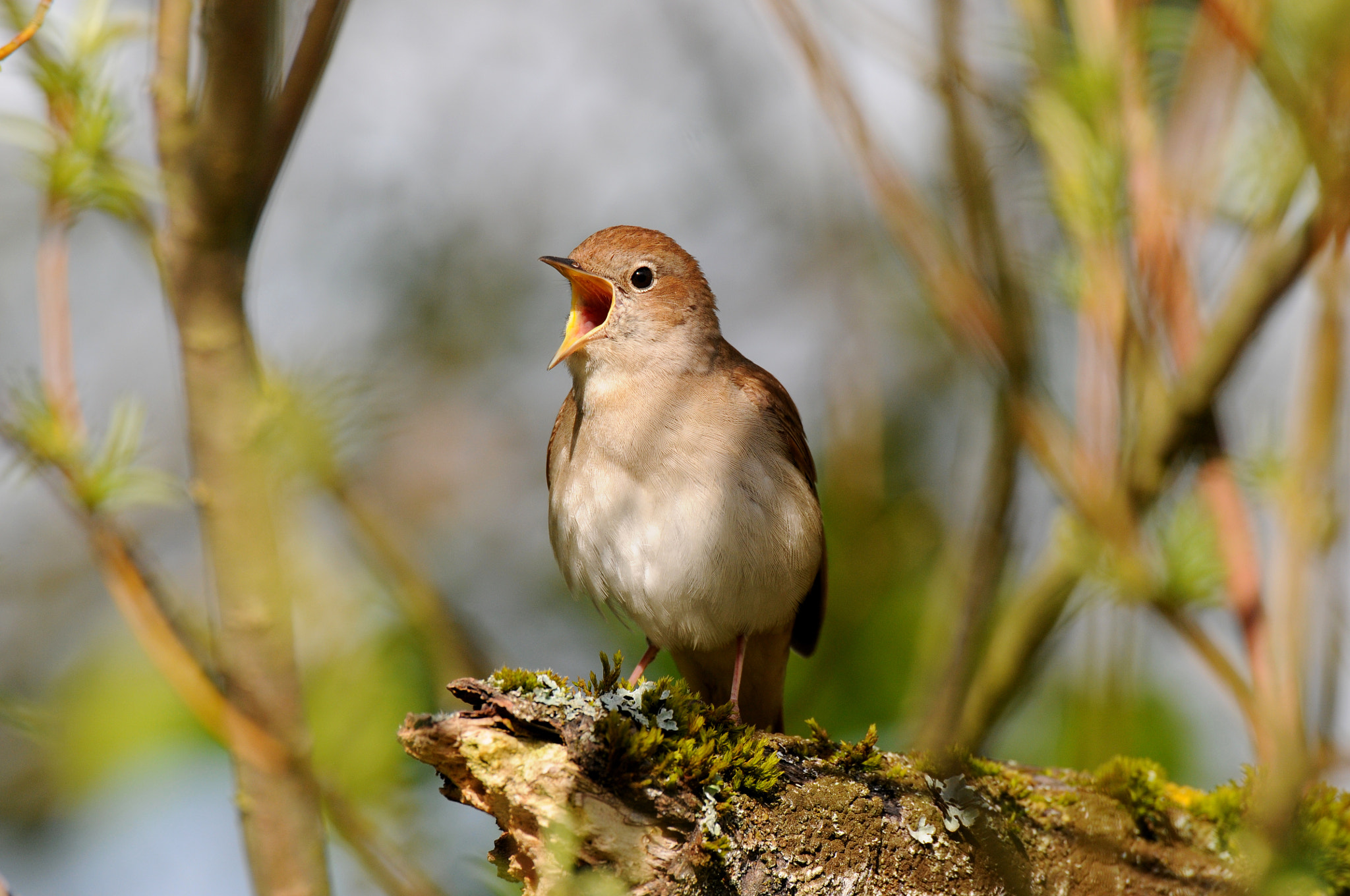 Nikon D300 + AF-S Nikkor 600mm f/4D IF-ED sample photo. Nightingale photography