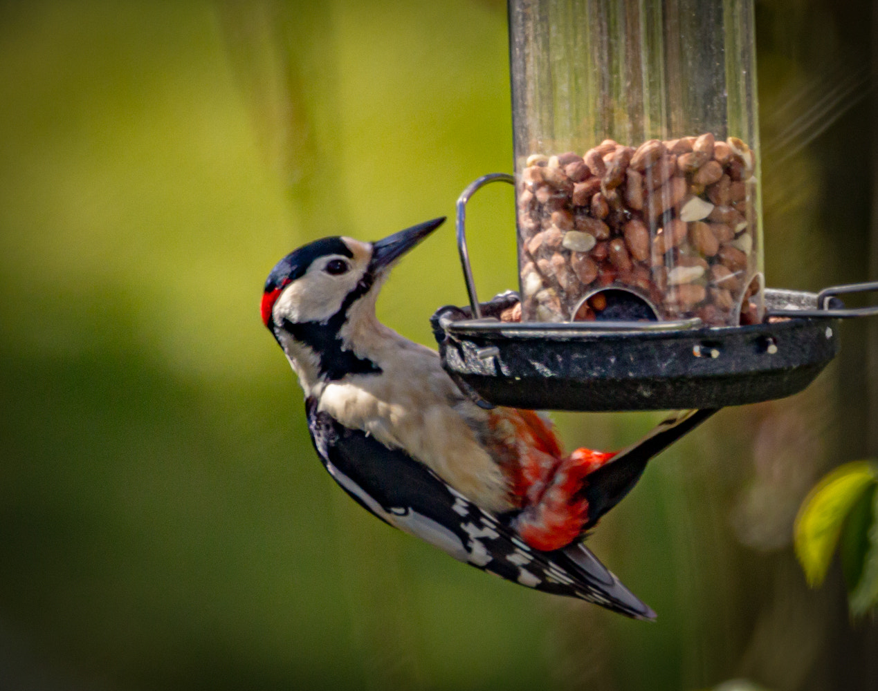 Canon EOS 60D + Sigma 150-600mm F5-6.3 DG OS HSM | C sample photo. Great spotted woodpecker photography