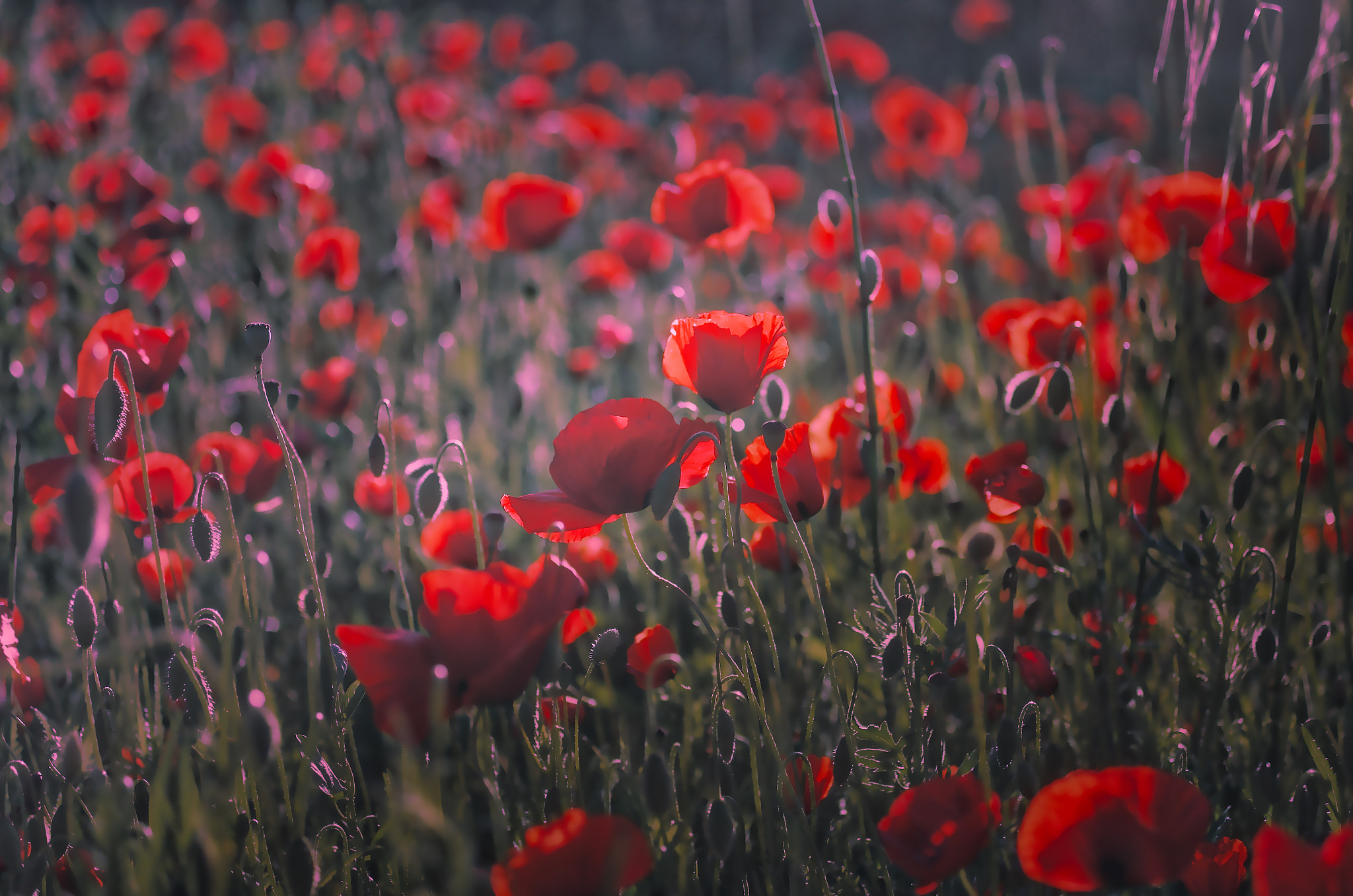 Pentax K-5 + Pentax smc D-FA 50mm F2.8 Macro sample photo. Campo di papaveri photography