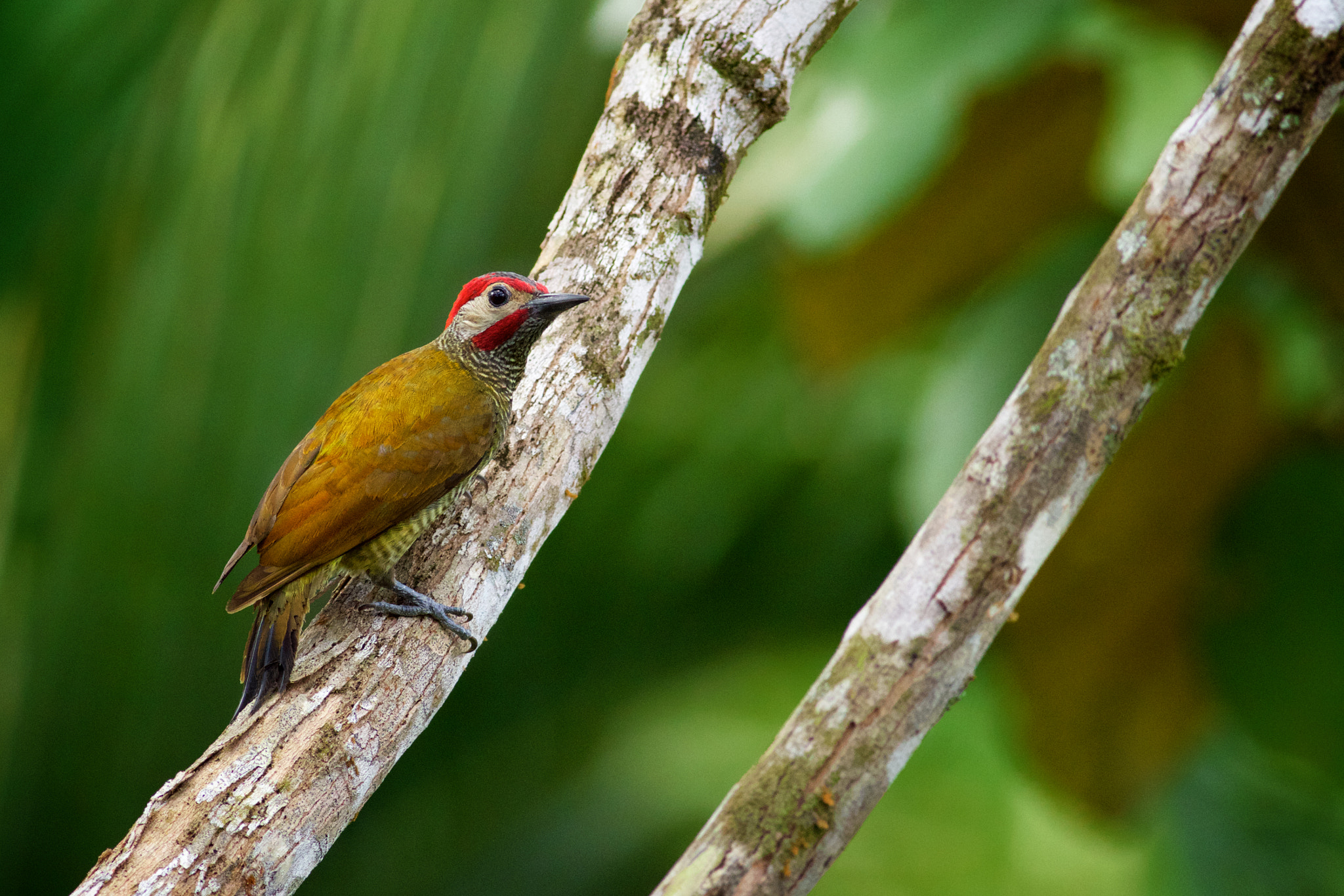 Canon EOS 70D + Canon EF 400mm F5.6L USM sample photo. Golden olive woodpecker photography