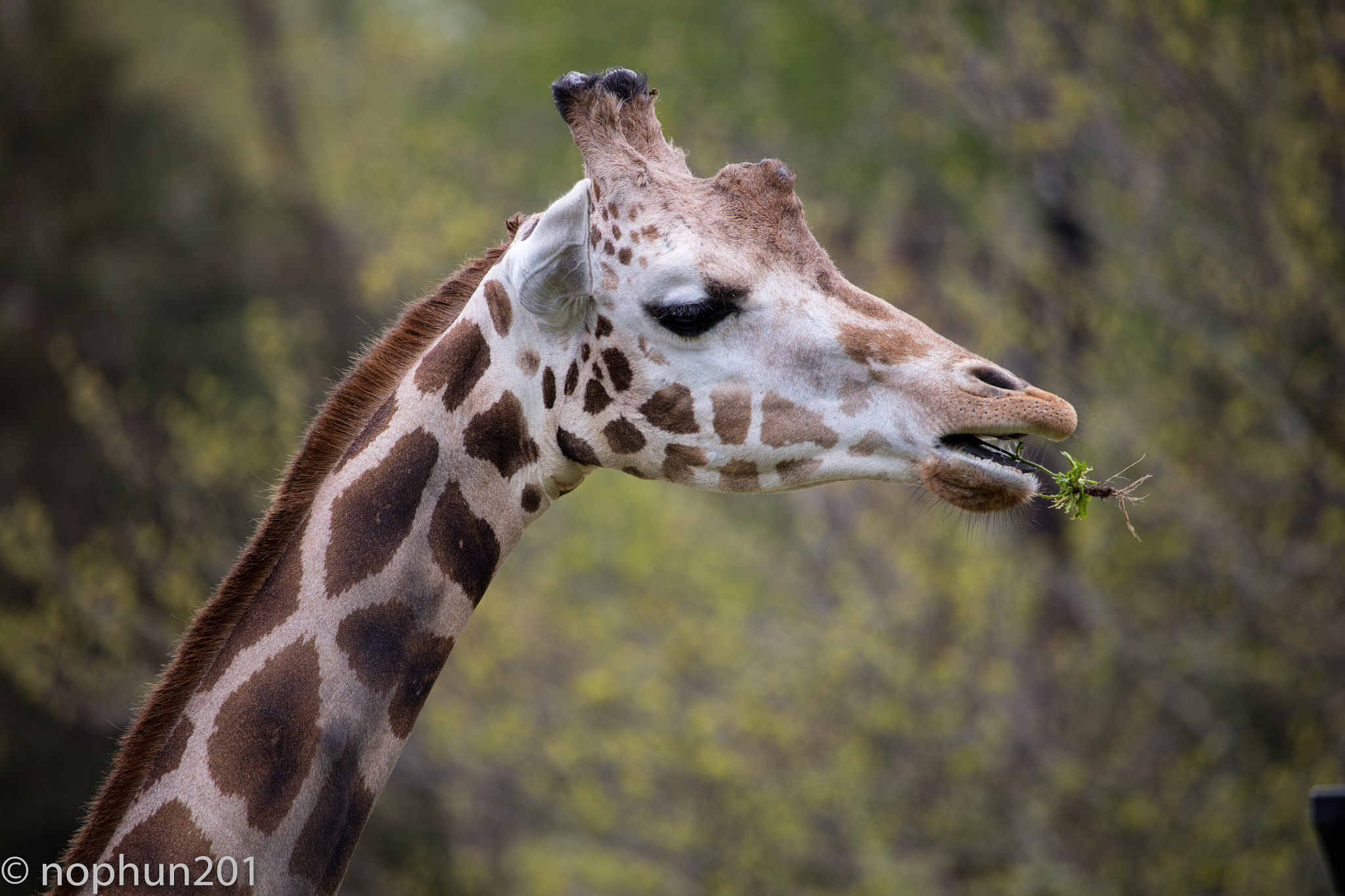 Canon EF 100-400mm F4.5-5.6L IS USM sample photo. Snack time photography