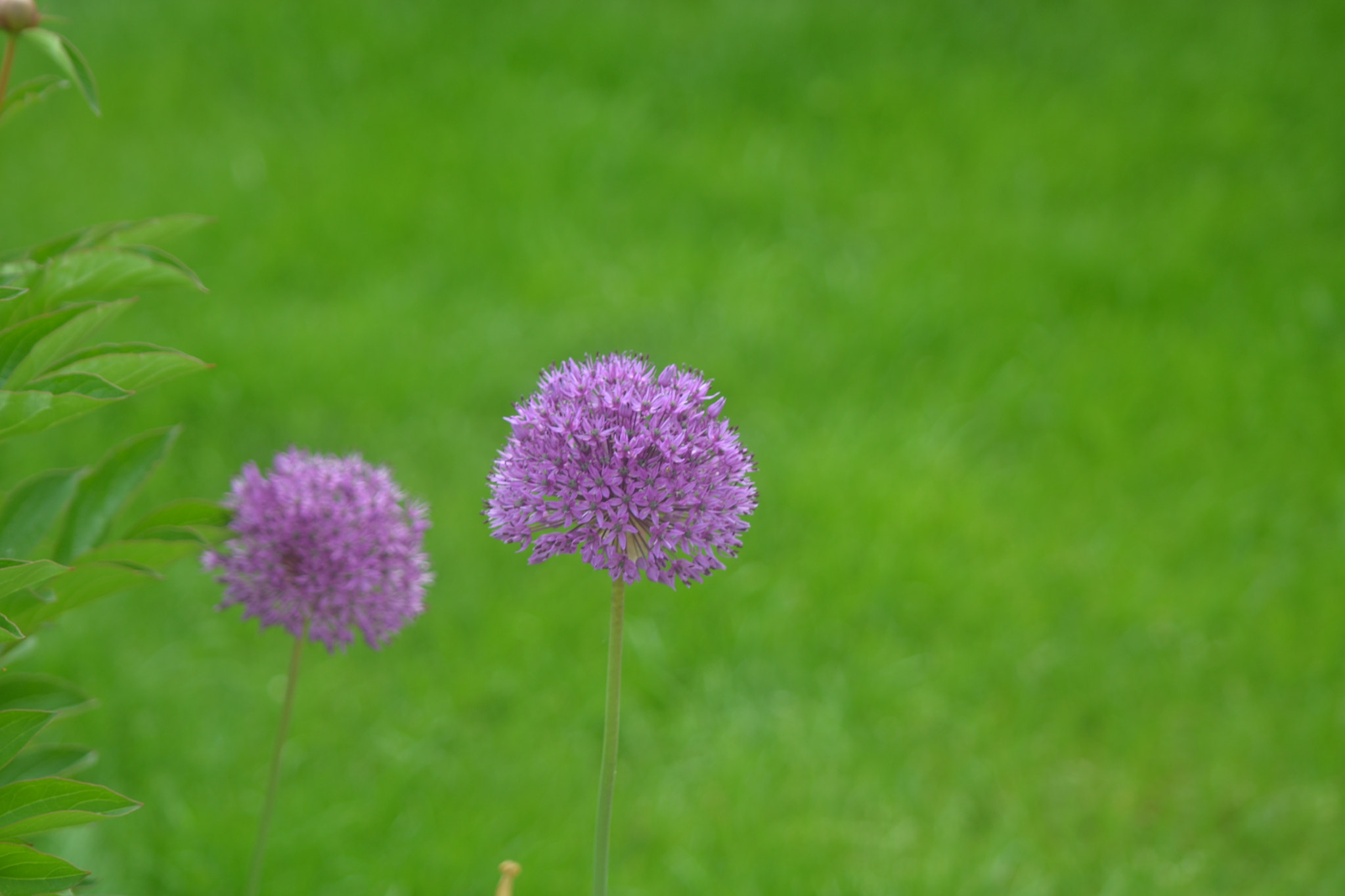 Nikon D3100 + Sigma 70-300mm F4-5.6 DG Macro sample photo. Quel tableau quelle couleur ! photography