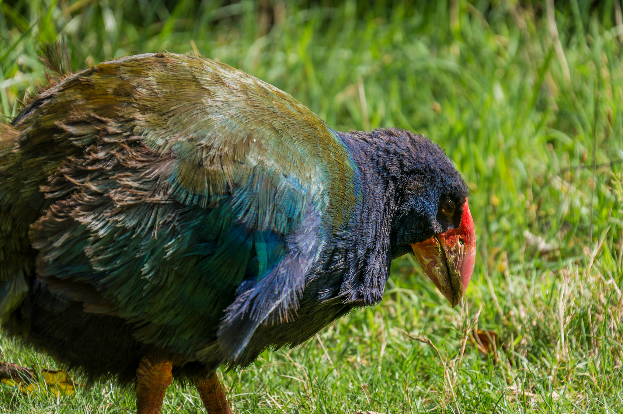 Sony E 18-200mm F3.5-6.3 OSS sample photo. Takahē photography