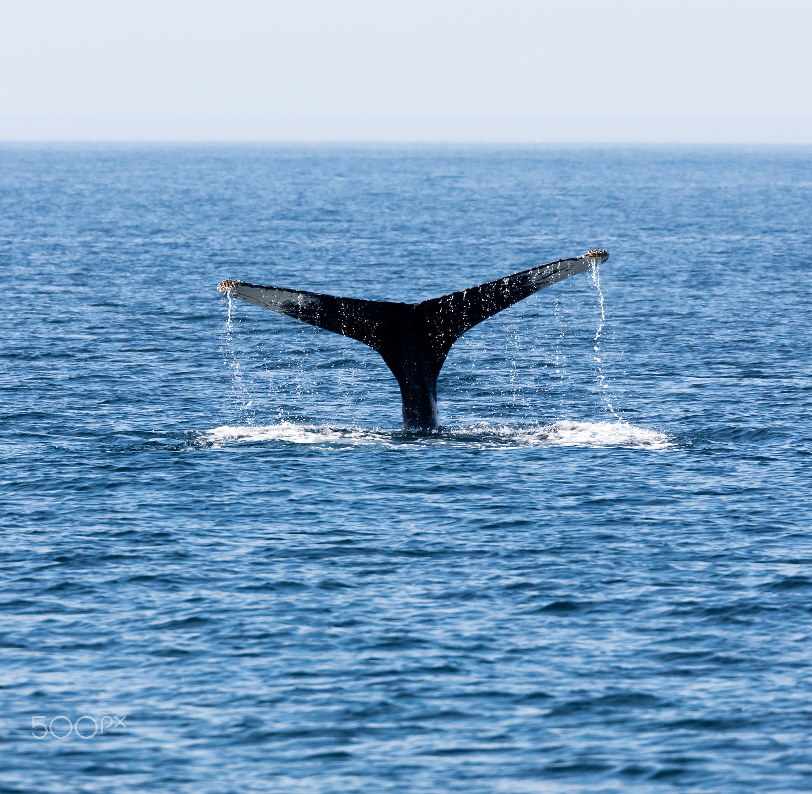 Canon EF 100-400mm F4.5-5.6L IS II USM sample photo. Tail of whale, cape cod photography