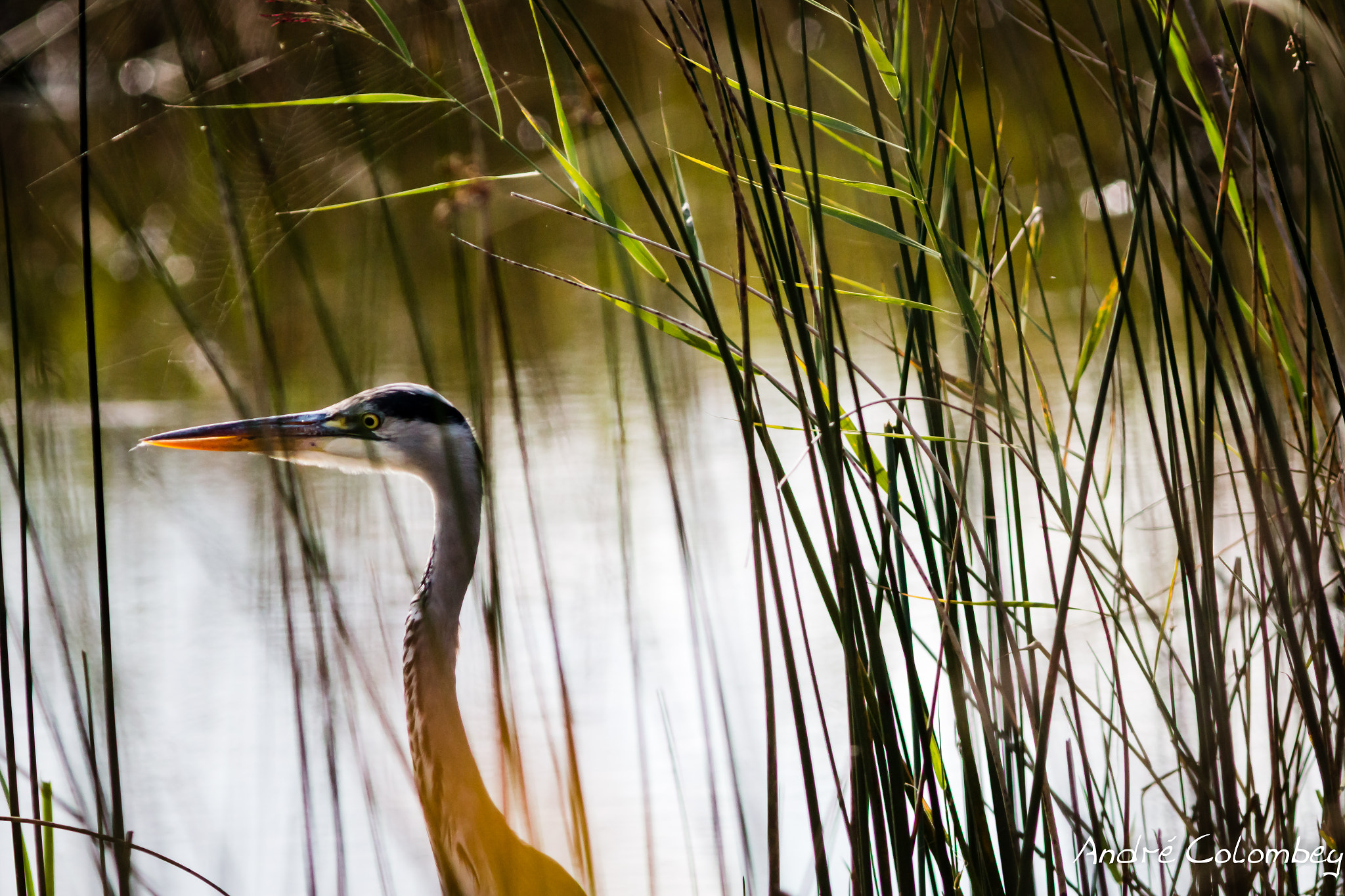 Canon EF 300mm F4L IS USM sample photo. Hide and seek photography
