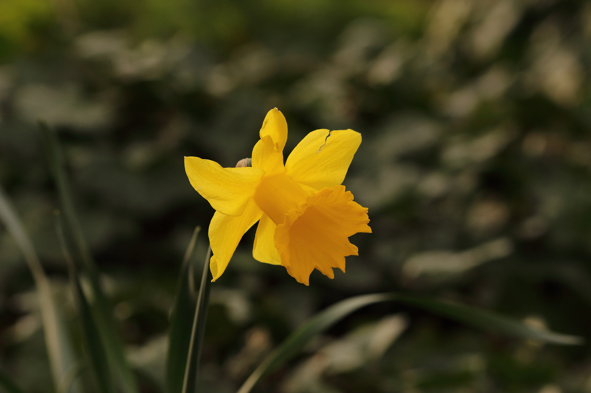 Sigma 70-300mm F4-5.6 APO DG Macro sample photo. Flower photography