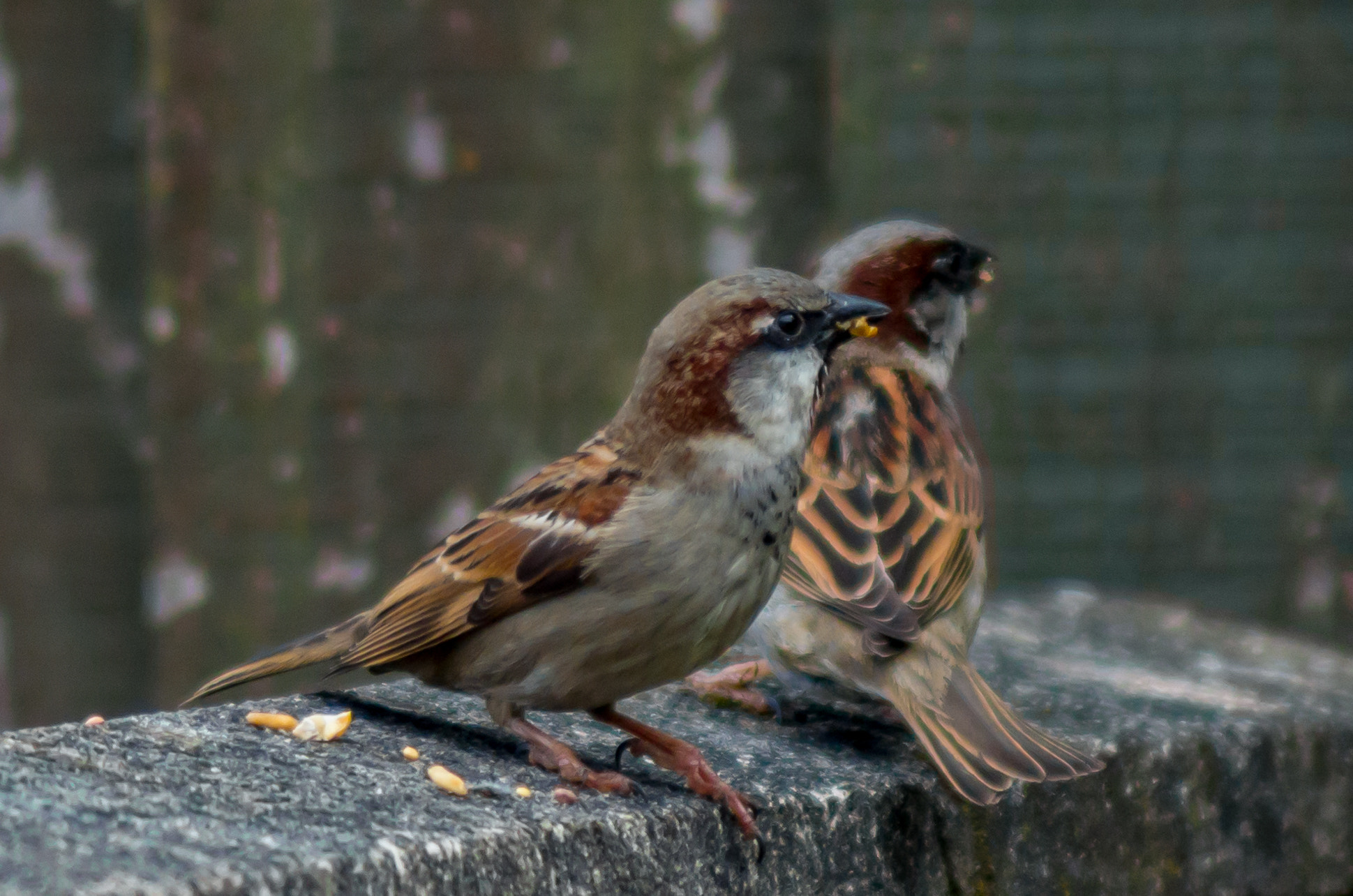 Tamron AF 70-300mm F4-5.6 Di LD Macro sample photo. Sparrow #4 photography