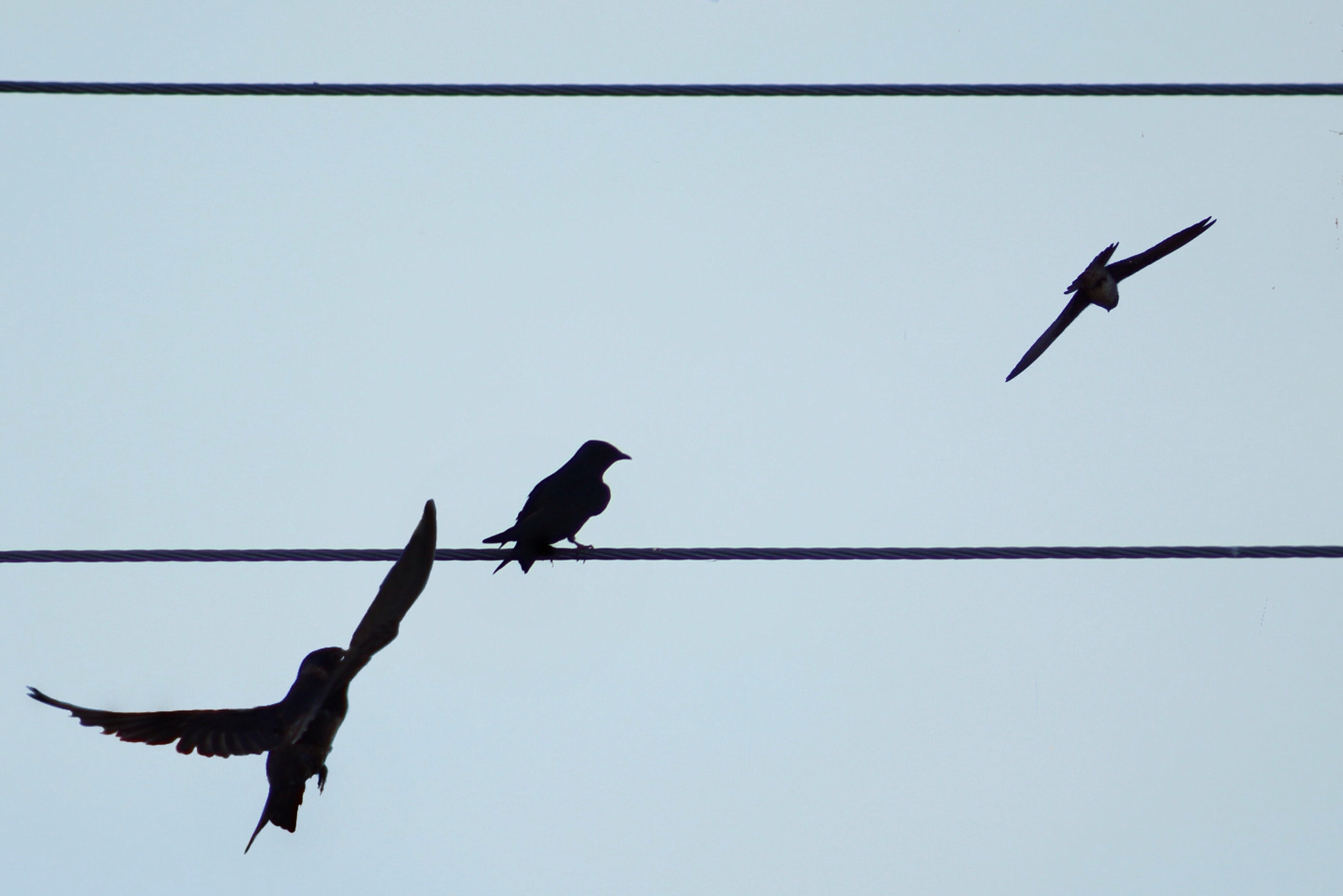 Canon EF75-300mm f/4-5.6 sample photo. Purple martins photography