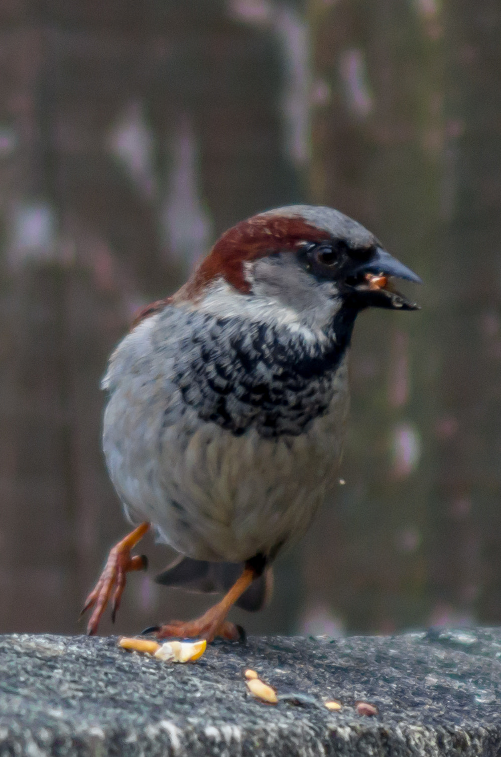 Tamron AF 70-300mm F4-5.6 Di LD Macro sample photo. Sparrow #3 photography