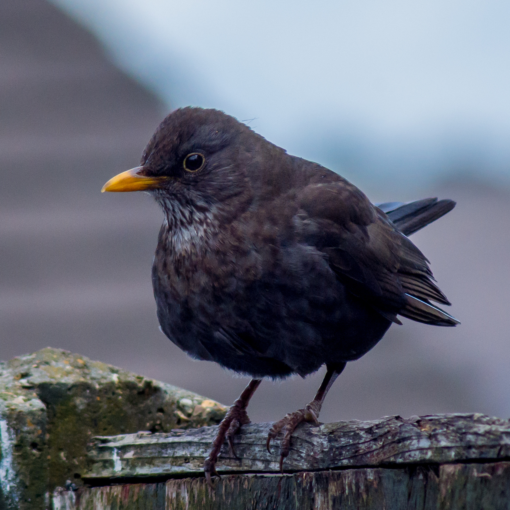 Tamron AF 70-300mm F4-5.6 Di LD Macro sample photo. Garden bird photography