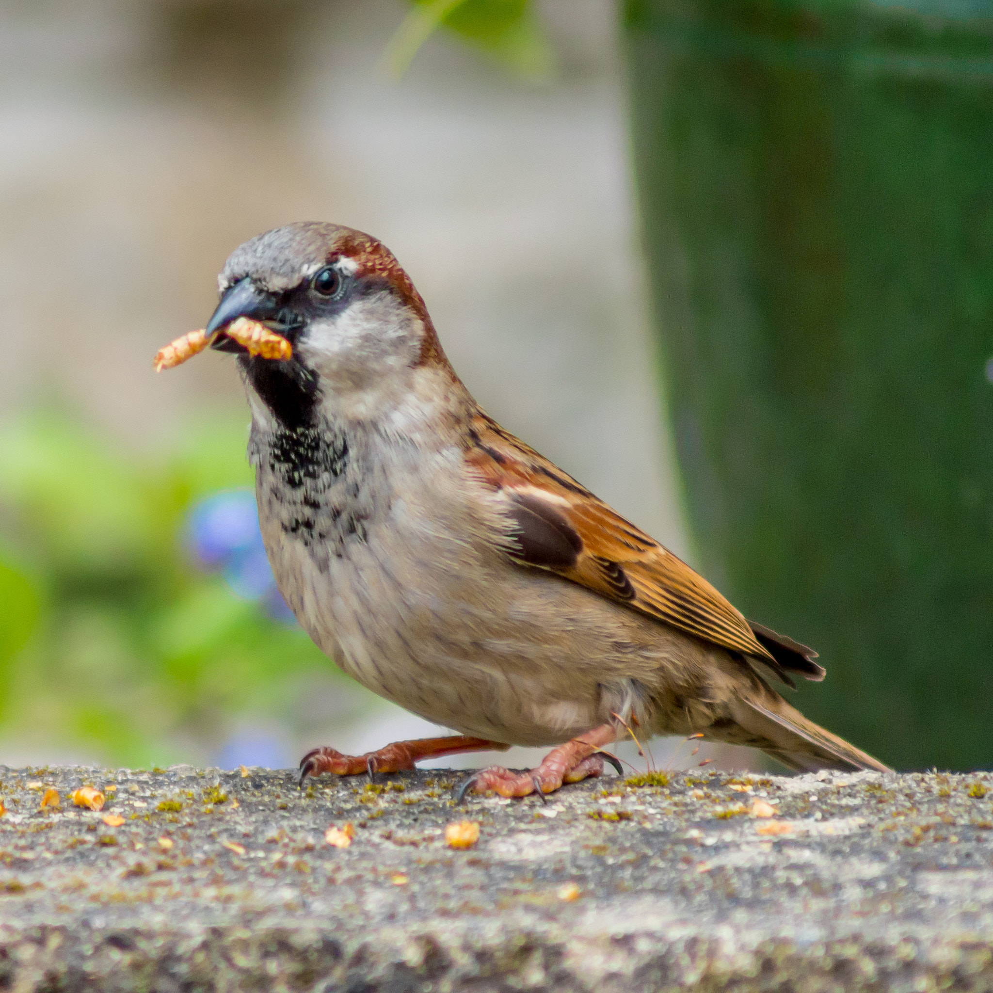 Pentax K-30 sample photo. Sparrow feeding time#2 photography